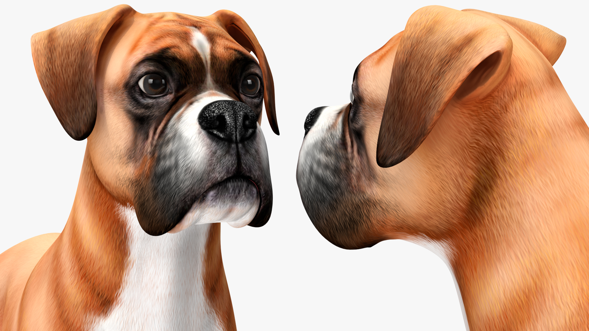 3D Boxer Dog Rigged