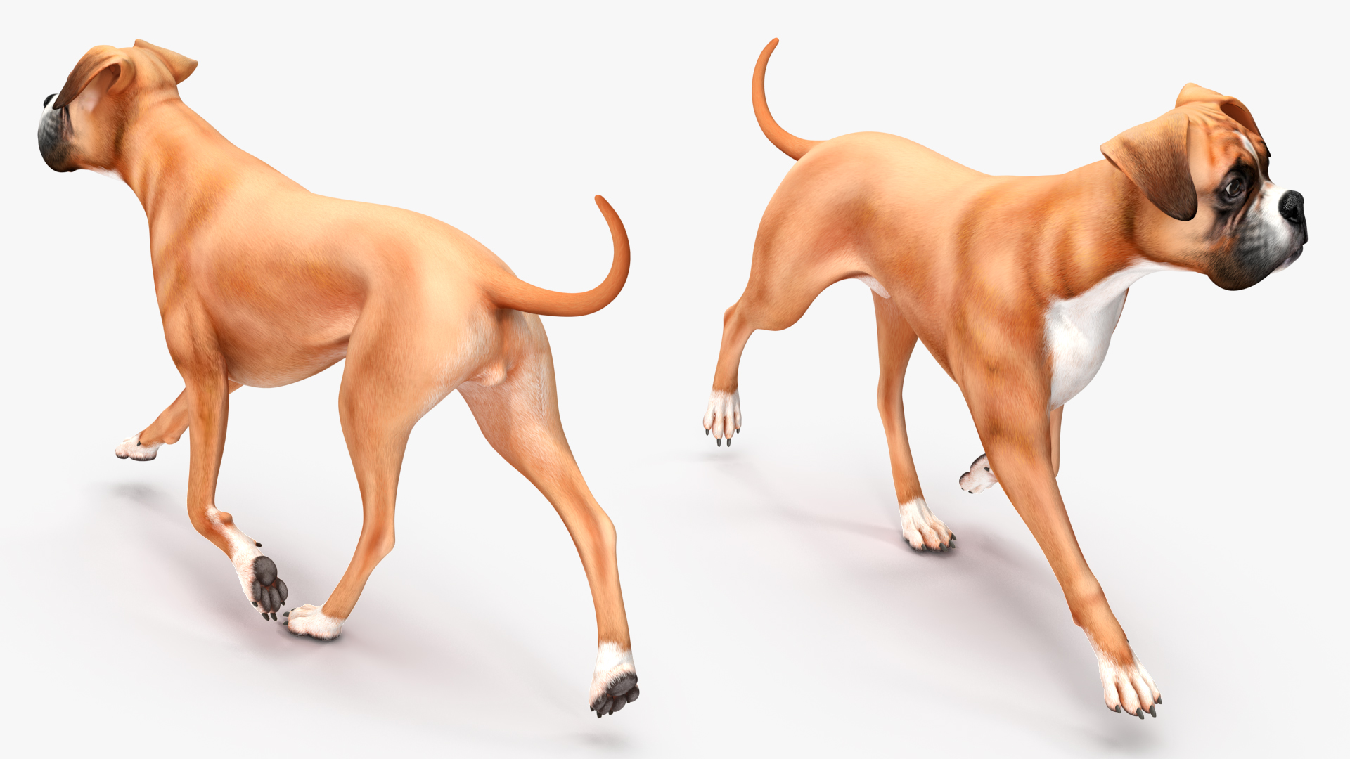 3D Boxer Dog Rigged