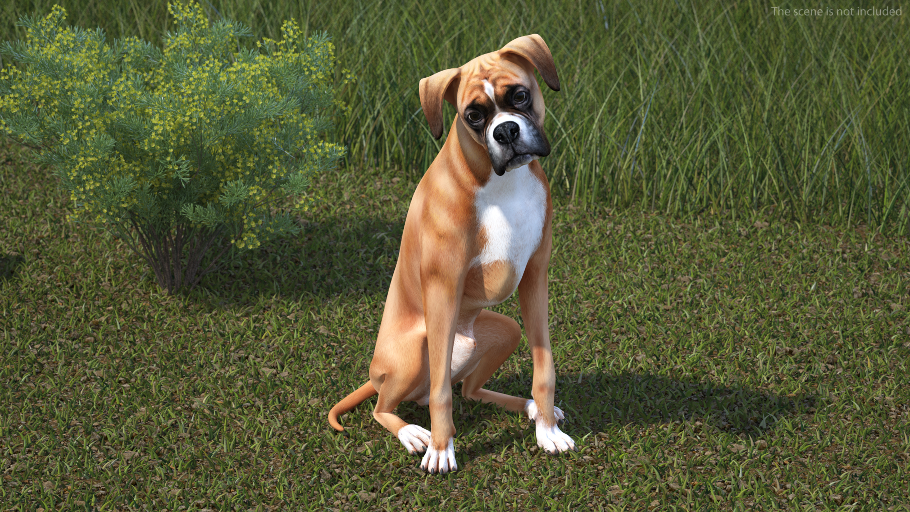 3D Boxer Dog Rigged