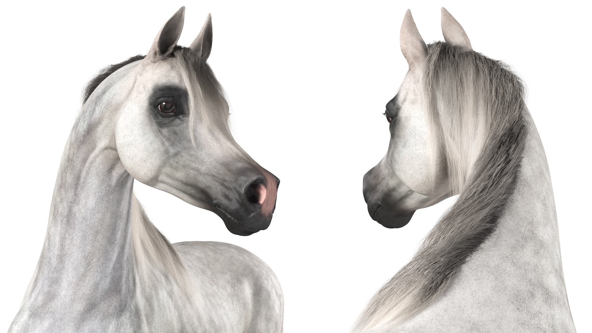 3D Arabian Horse Gray Dappled Stand Pose Fur