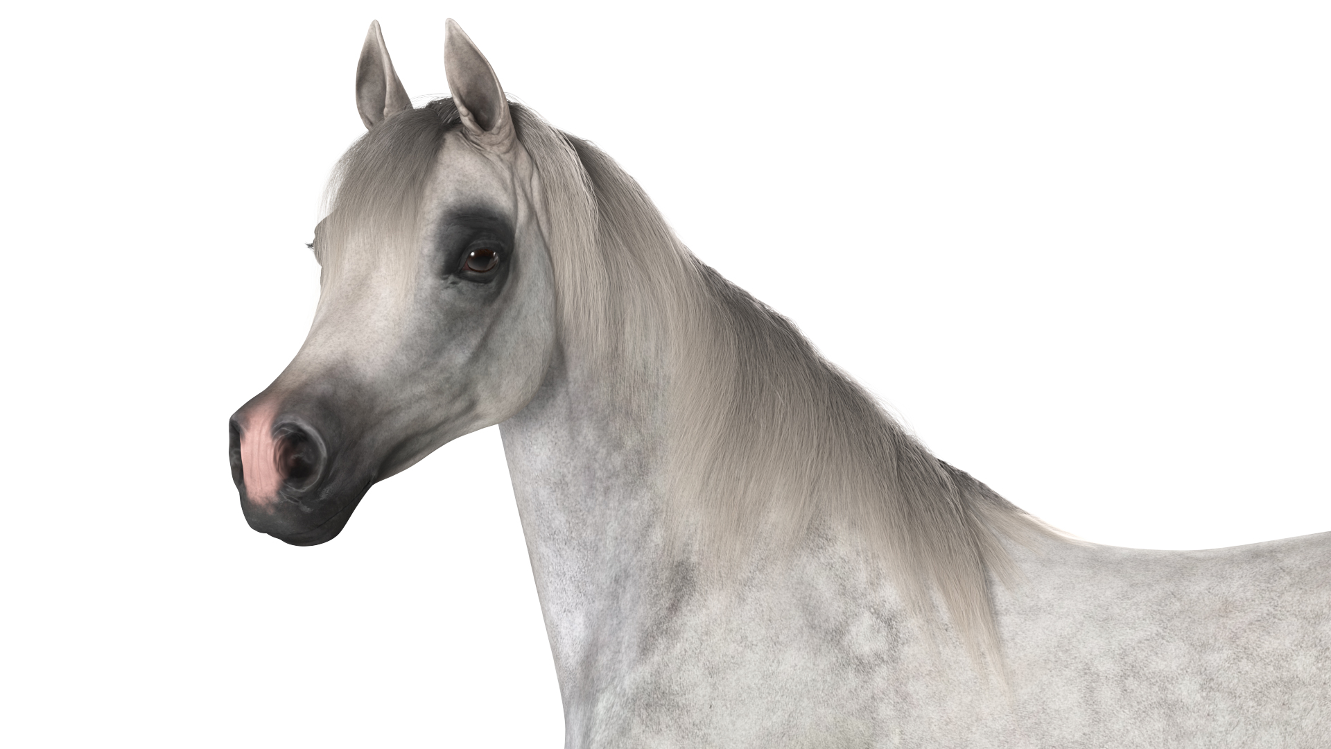 3D Arabian Horse Gray Dappled Stand Pose Fur