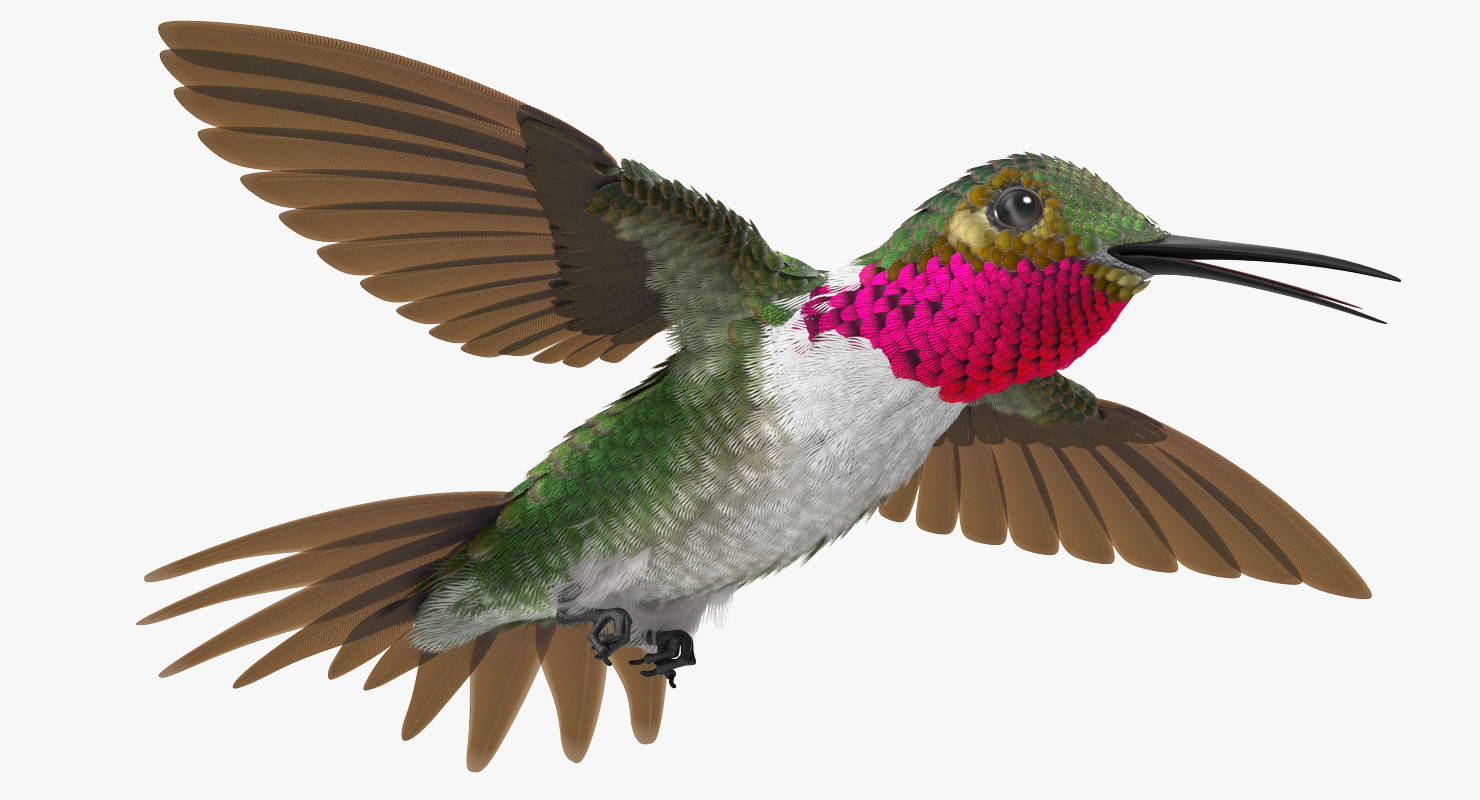 3D Broad Tailed Hummingbird Flying Pose