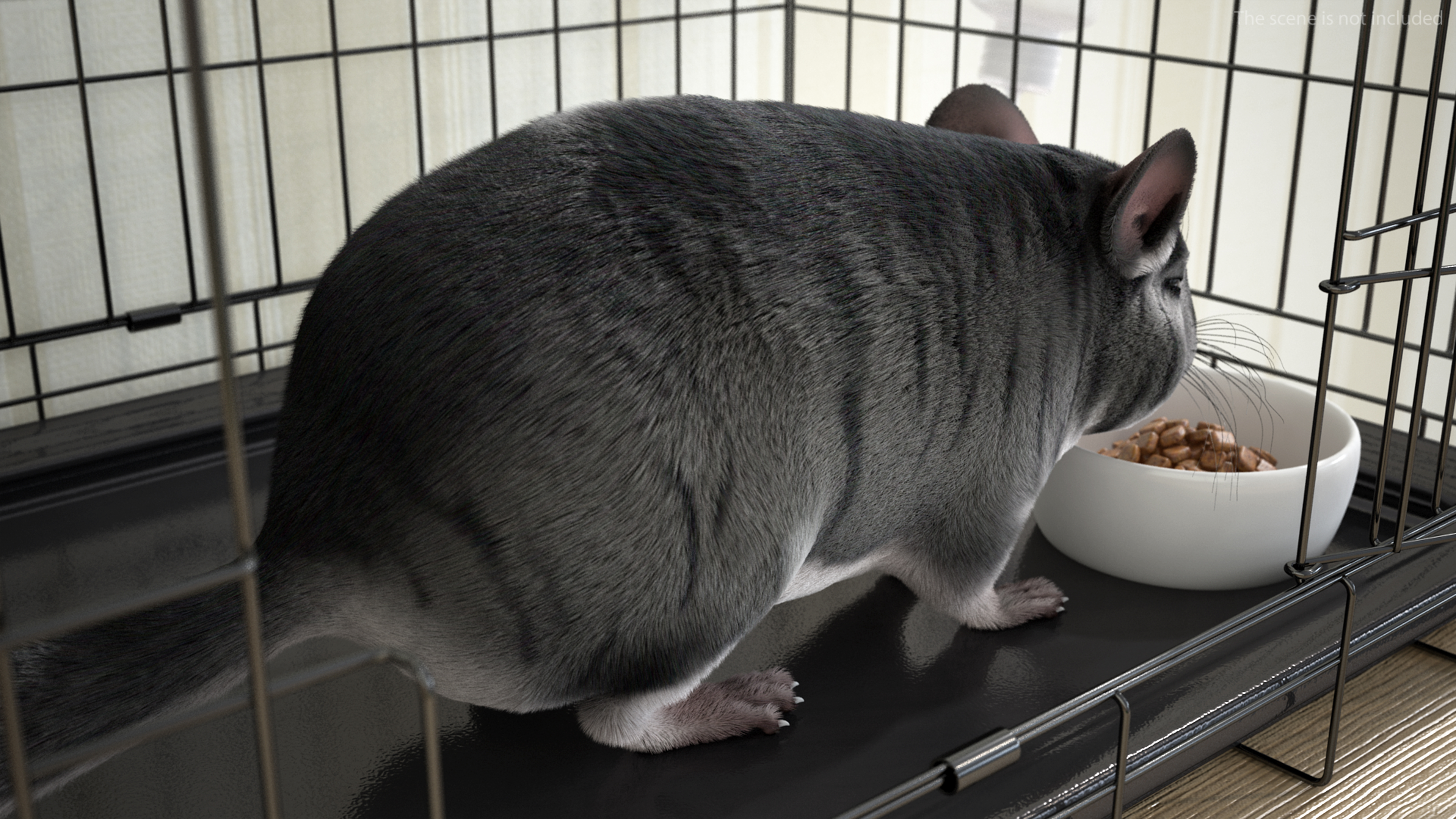 Chinchilla Fur 3D model