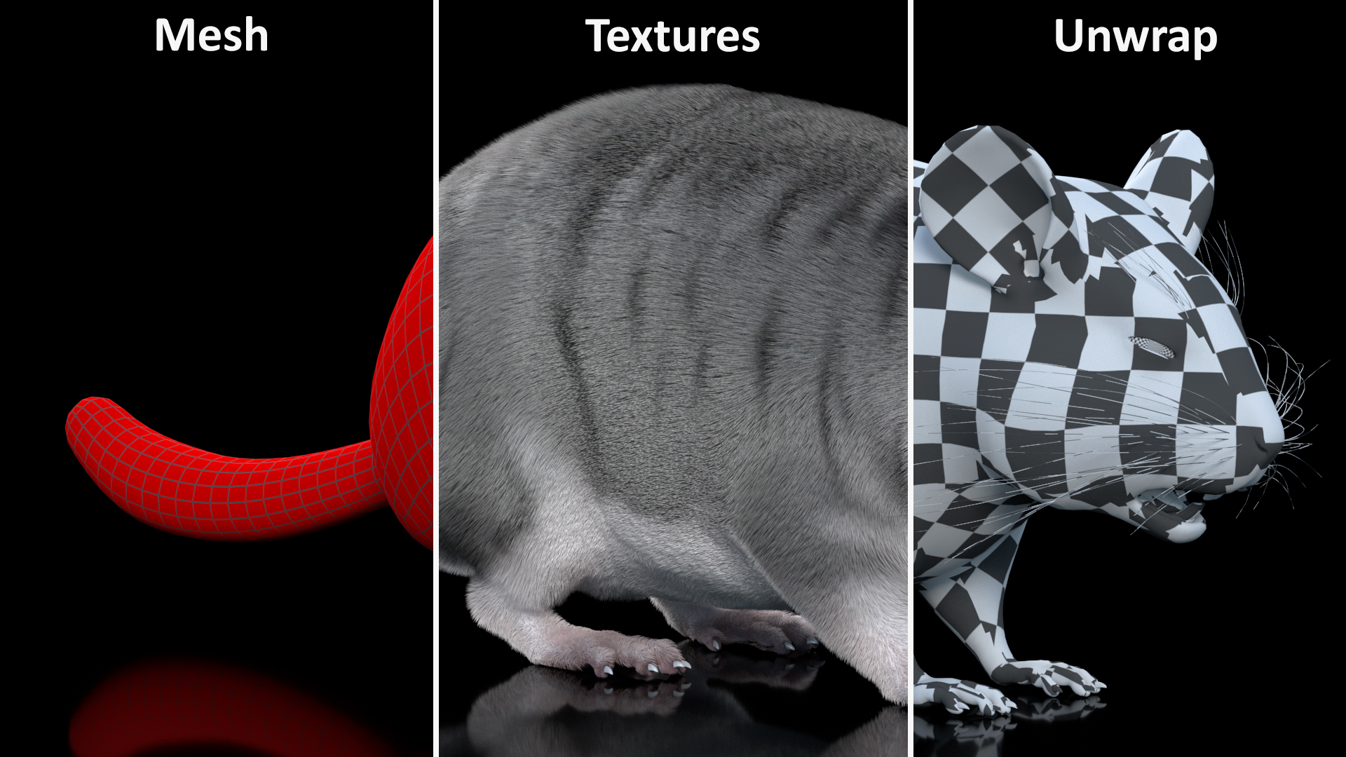 Chinchilla Fur 3D model