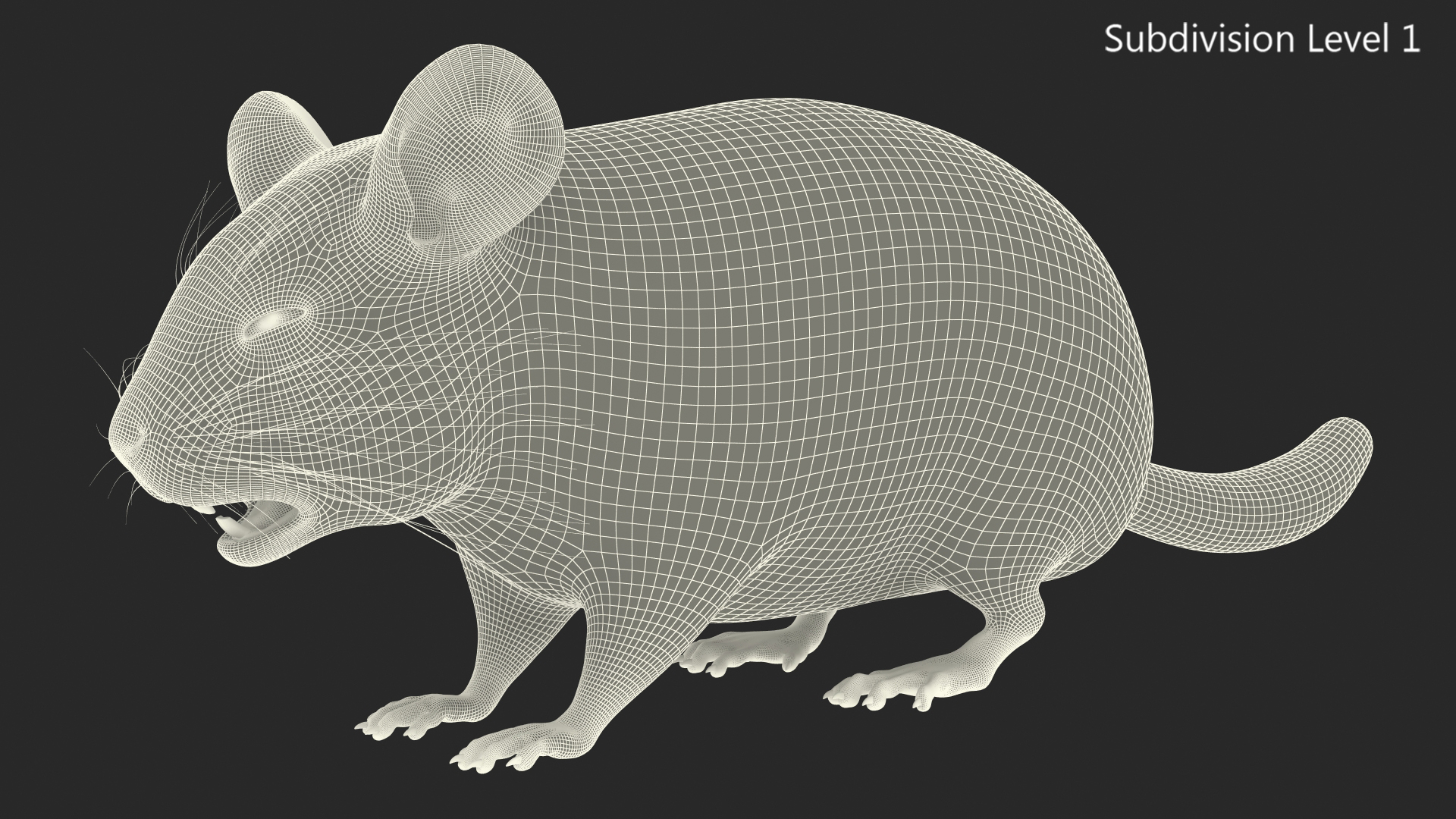 Chinchilla Fur 3D model