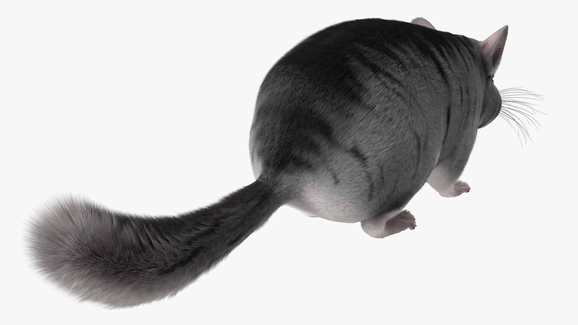 Chinchilla Fur 3D model