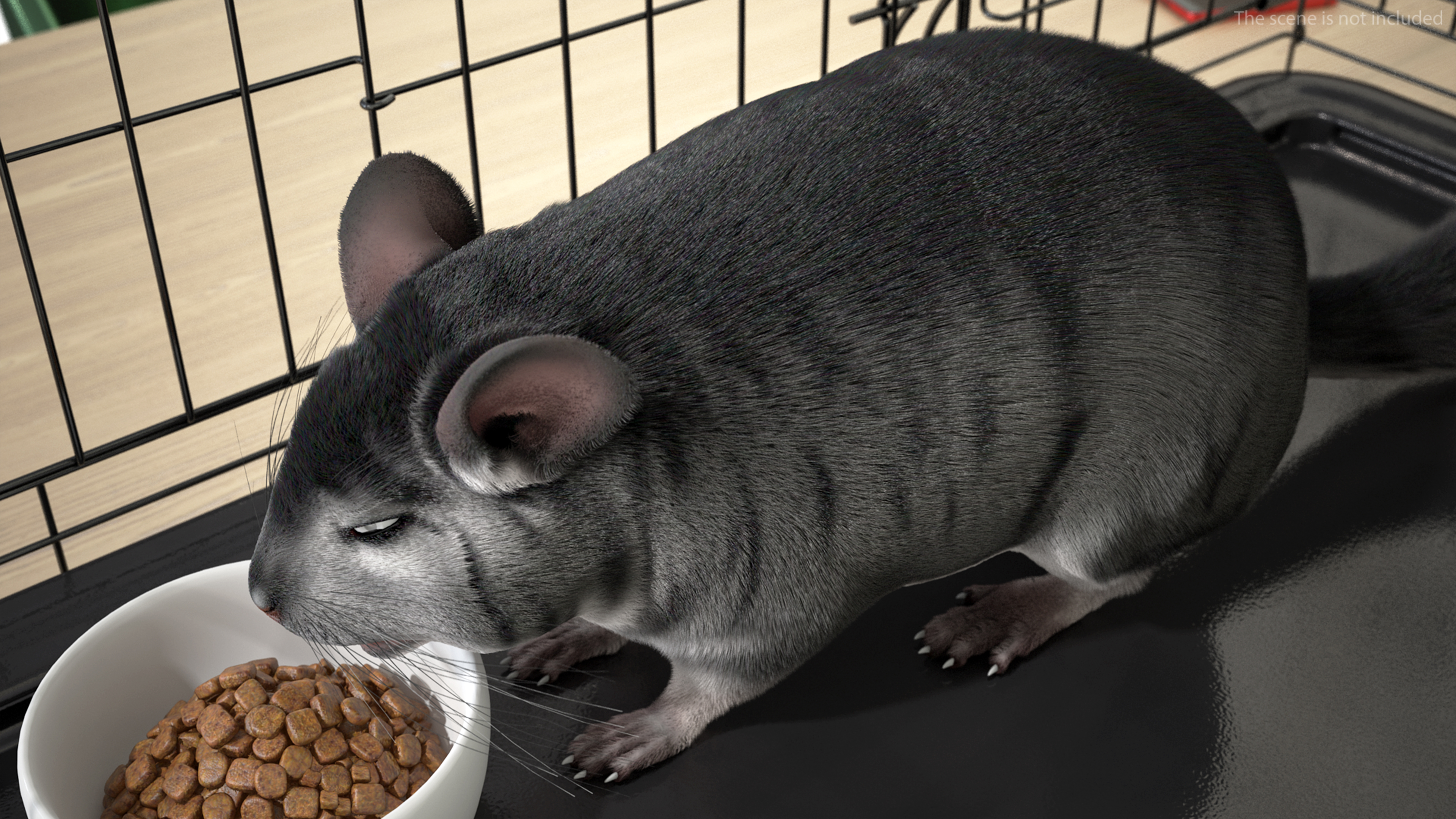 Chinchilla Fur 3D model