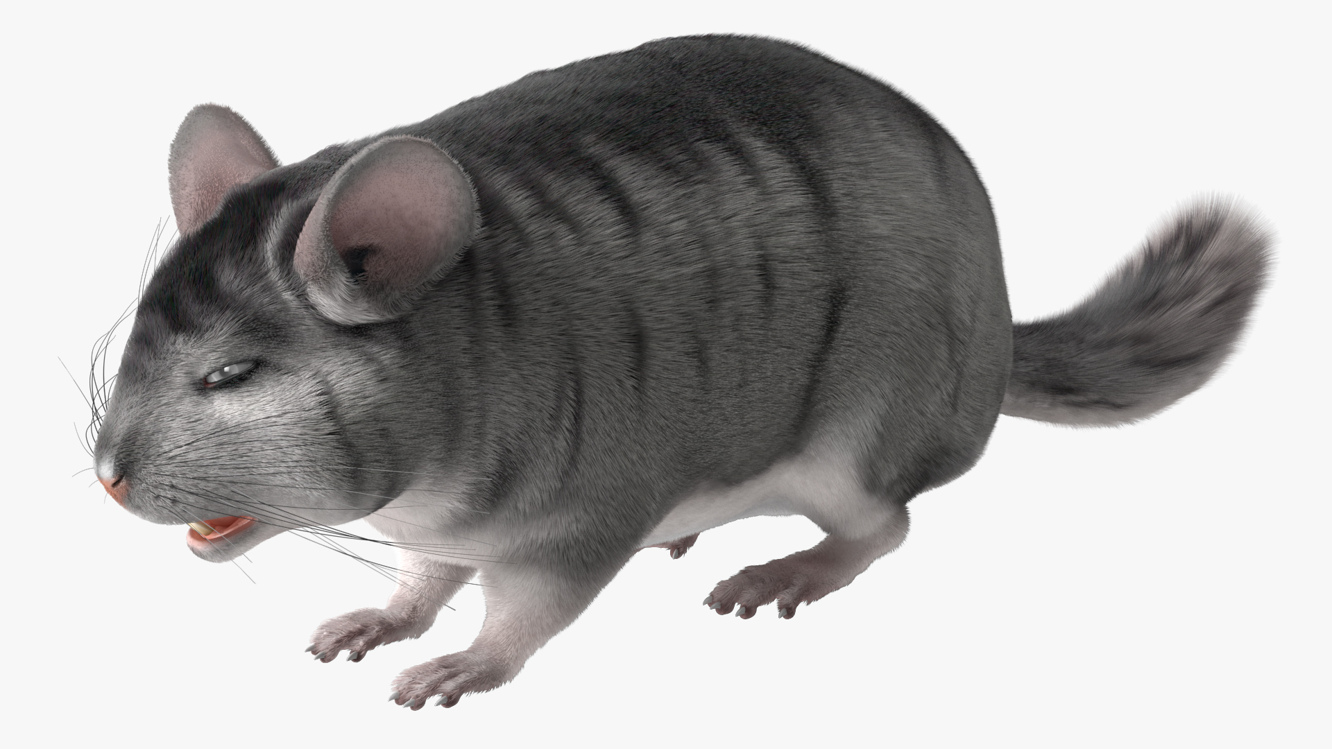 Chinchilla Fur 3D model