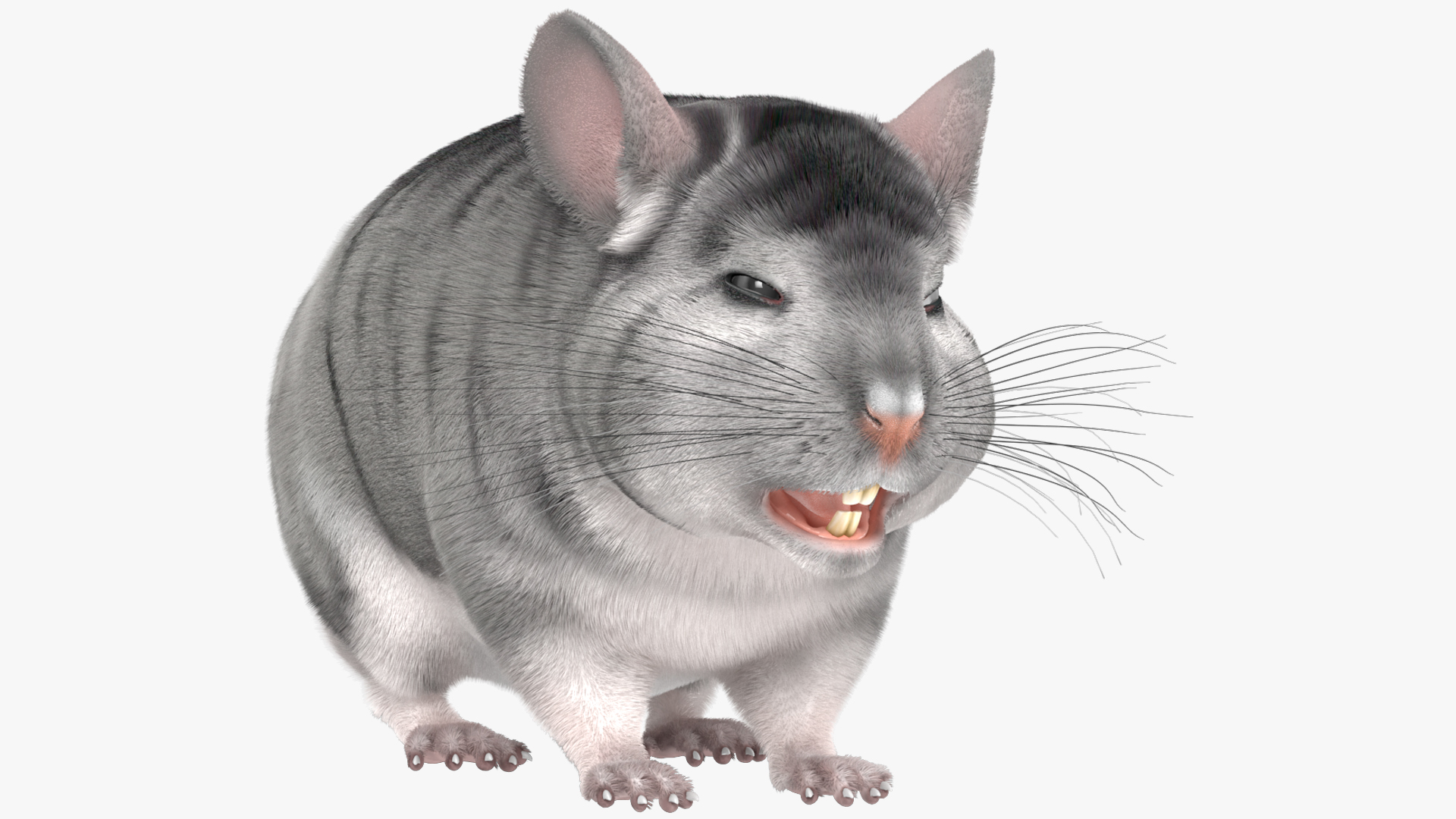 Chinchilla Fur 3D model