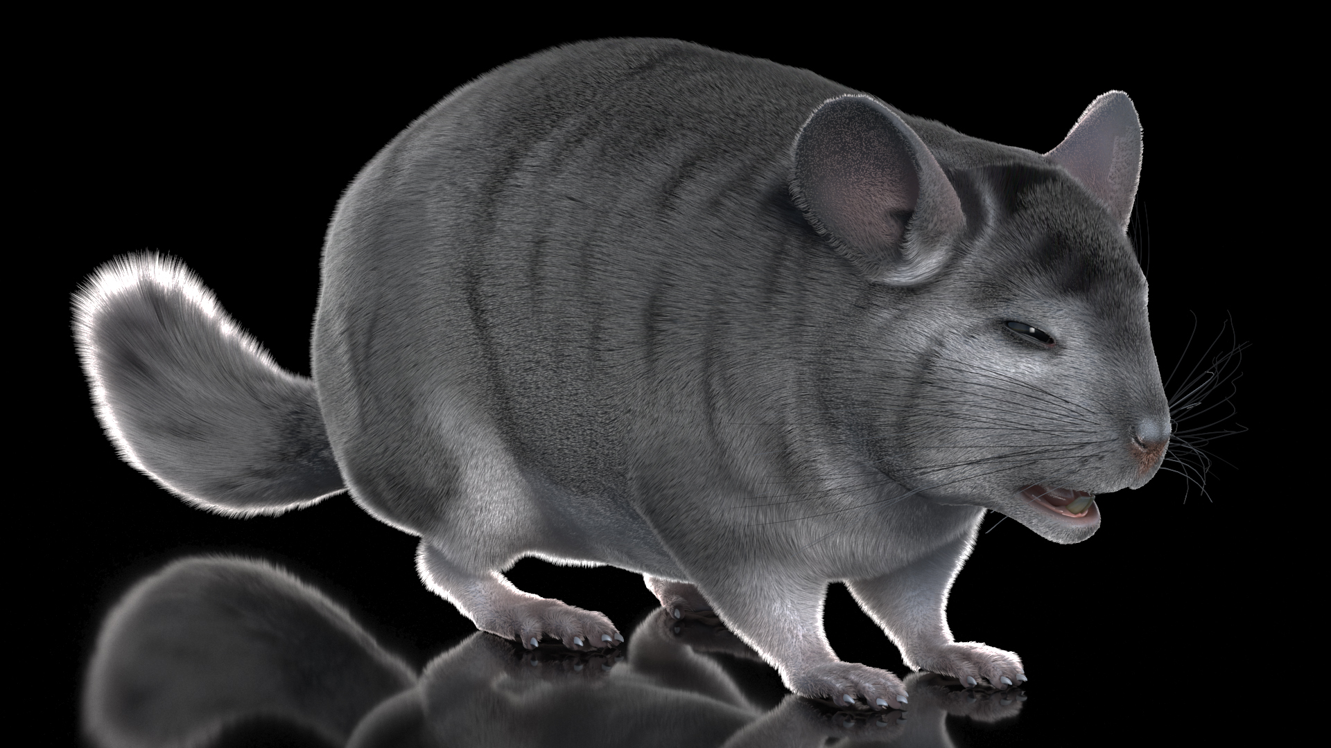 Chinchilla Fur 3D model