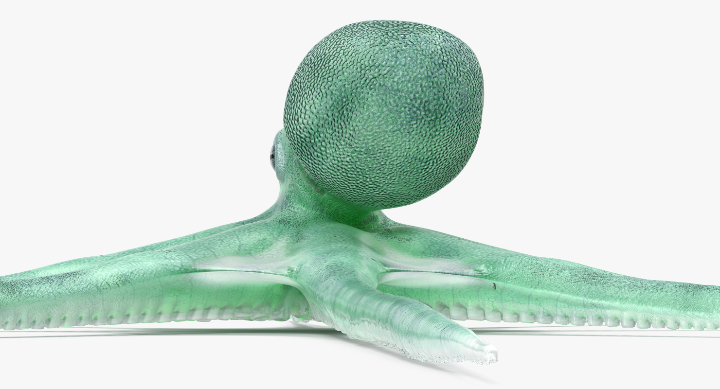 Blue Octopus 3D