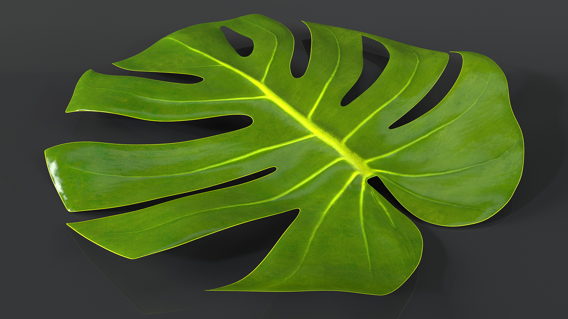 3D Monstera Deliciosa Leaf model