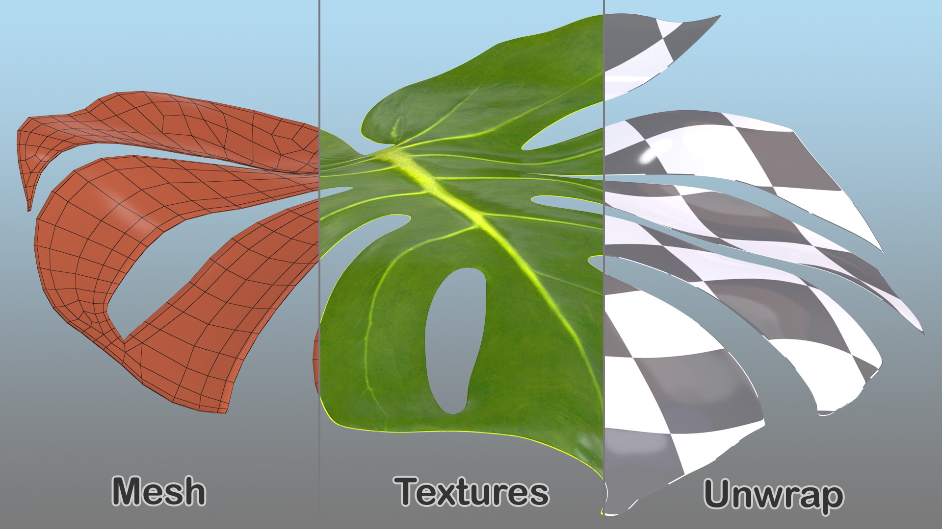 3D Monstera Deliciosa Leaf model