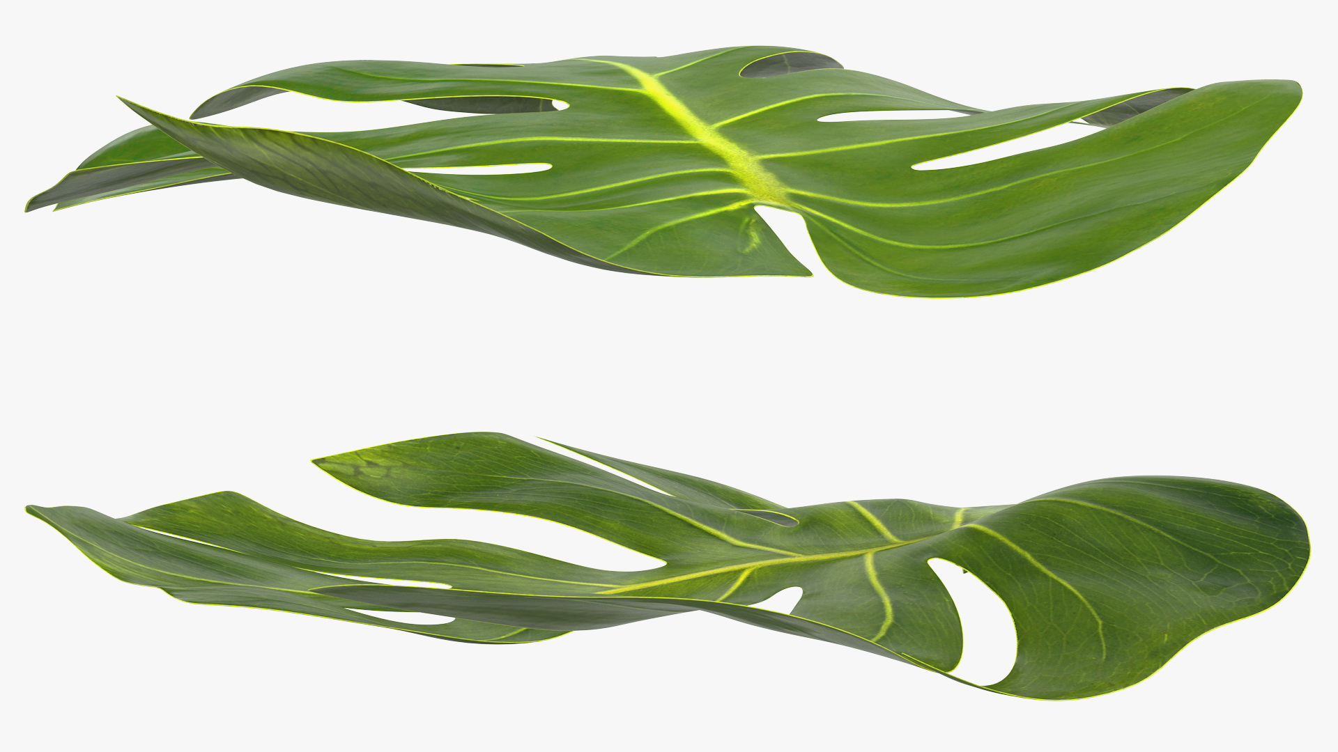 3D Monstera Deliciosa Leaf model