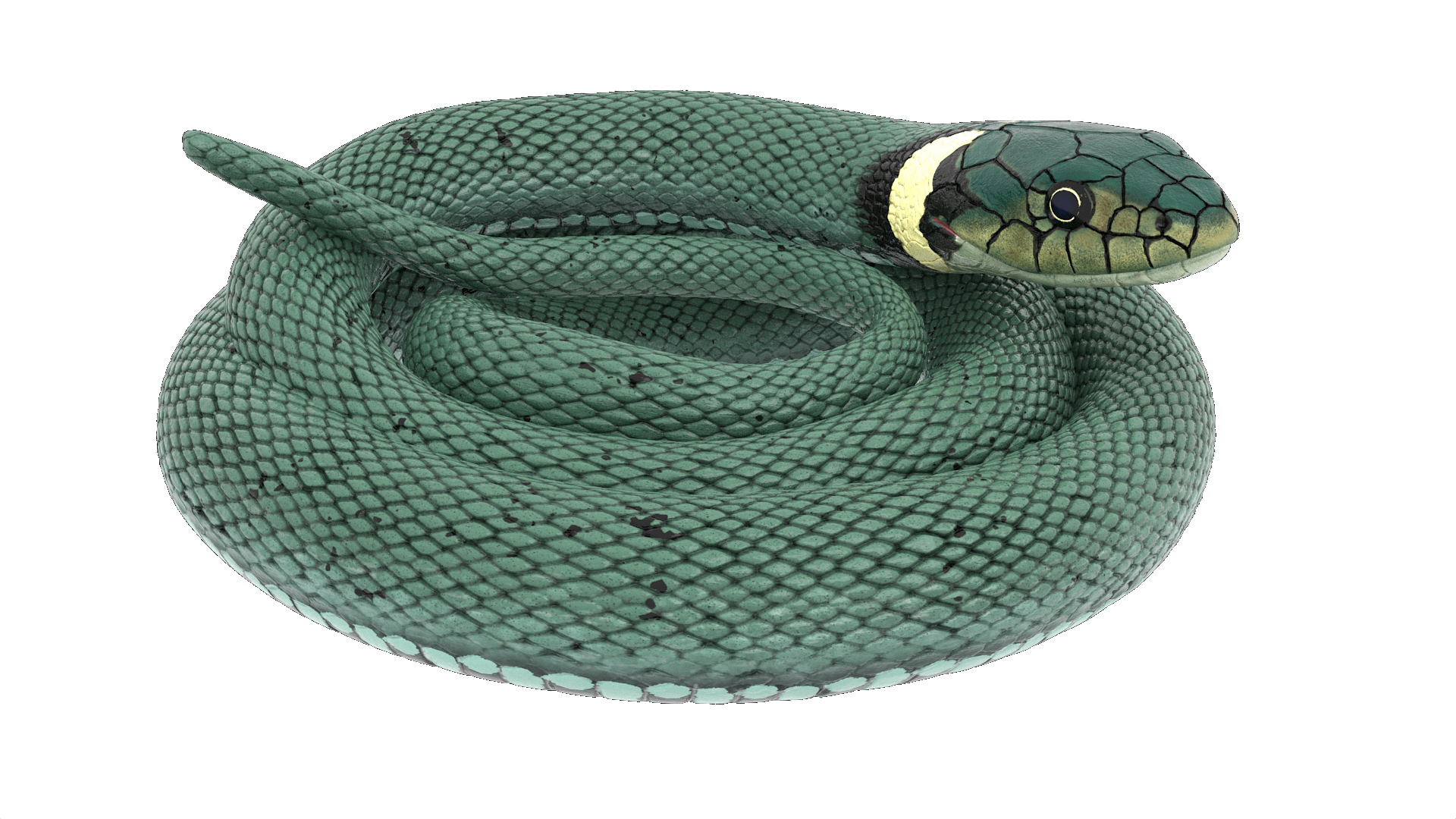 3D model Ringed Snake Green Coiled