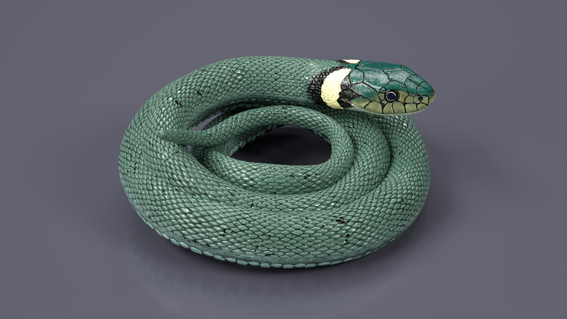 3D model Ringed Snake Green Coiled