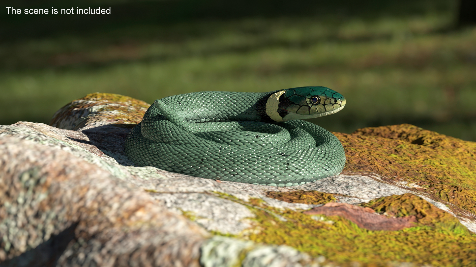 3D model Ringed Snake Green Coiled