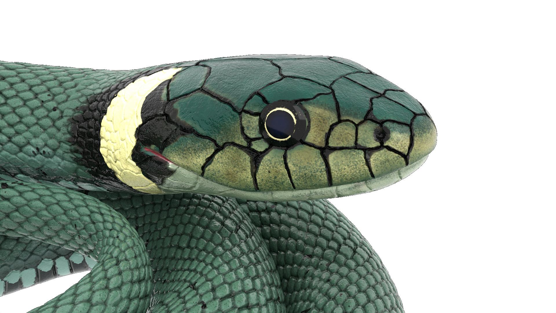 3D model Ringed Snake Green Coiled