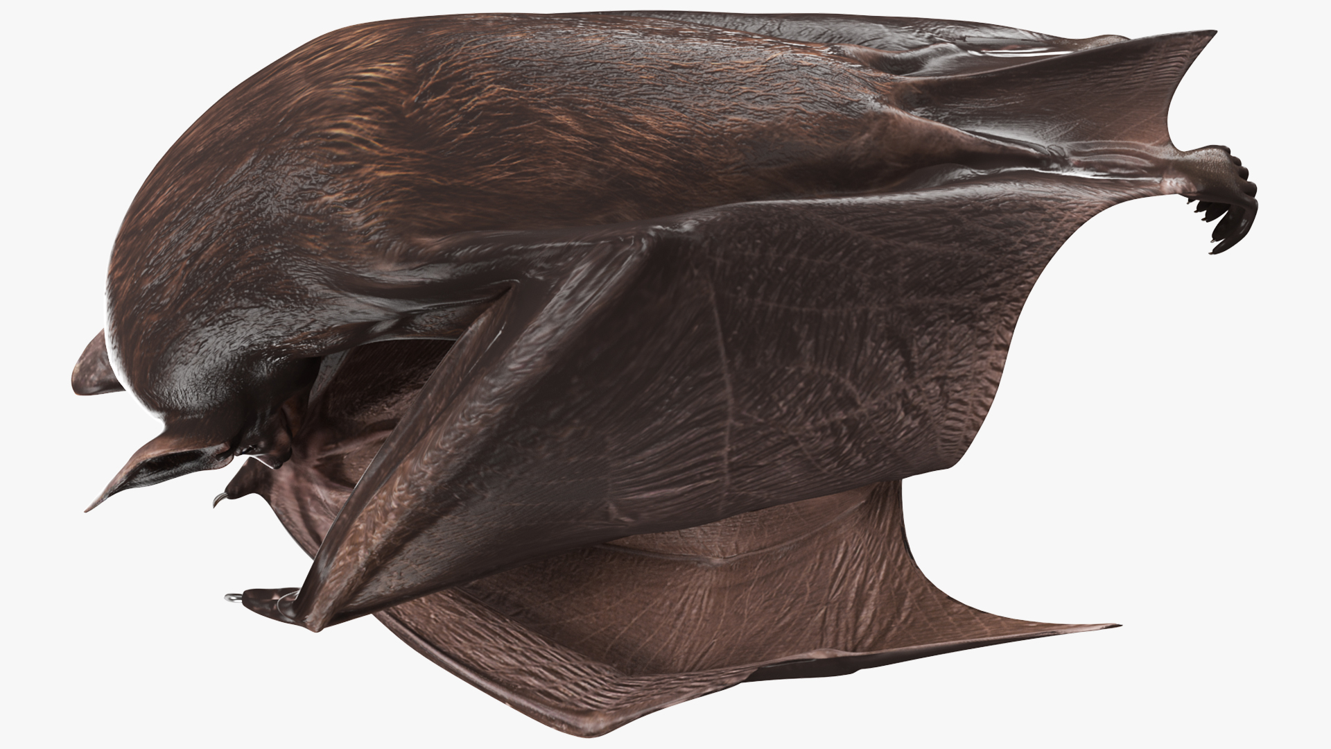 Hanging Black Bat 3D