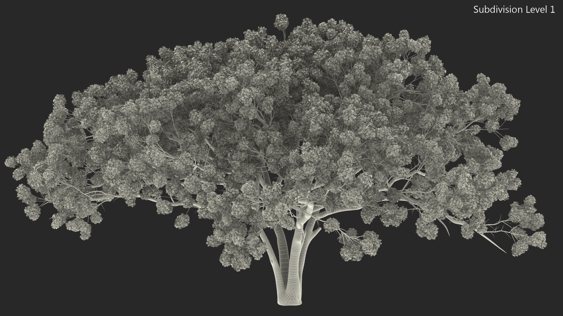 3D Royal Poinciana Flame Tree