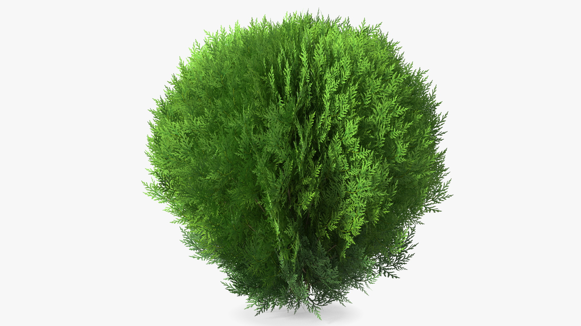 Platycladus Spherical Shrub 3D