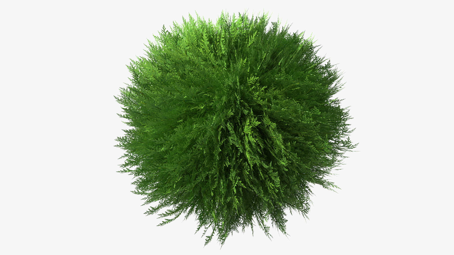 Platycladus Spherical Shrub 3D