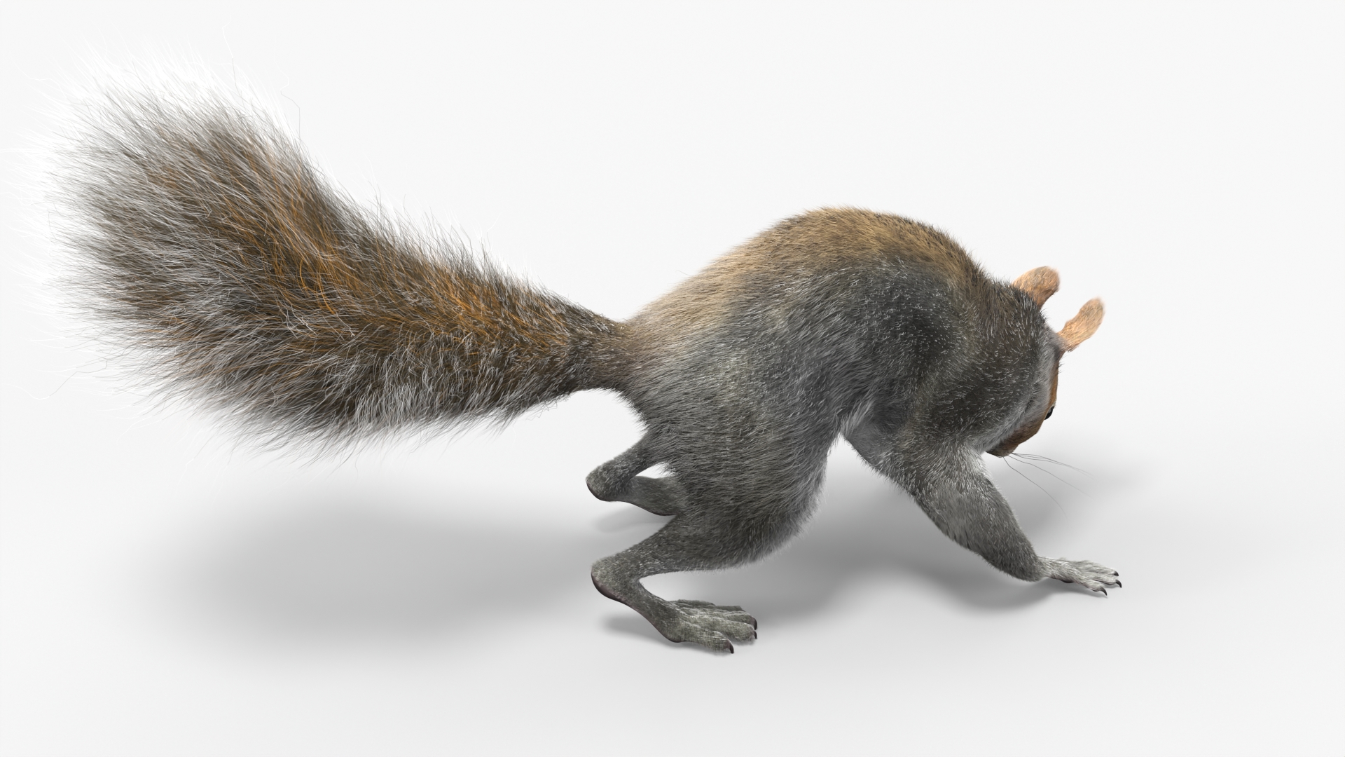 3D Gray Squirrel Fur Animated Rigged model