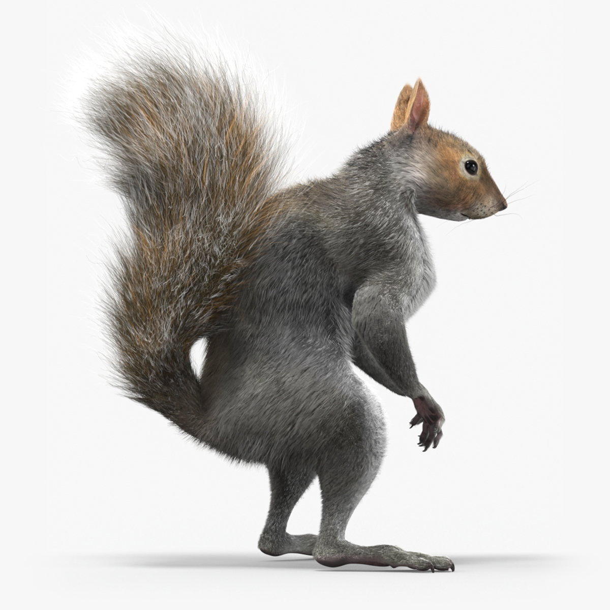 3D Gray Squirrel Fur Animated Rigged model