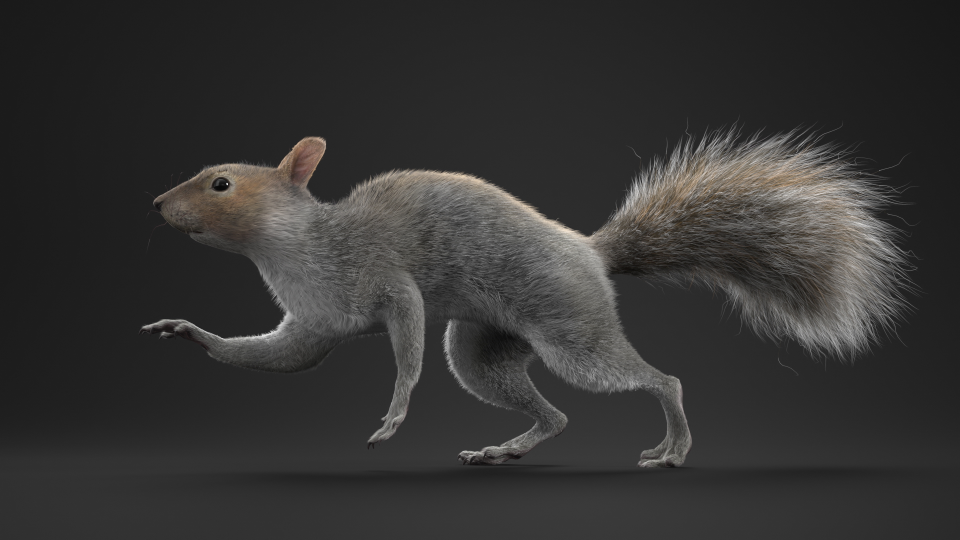 3D Gray Squirrel Fur Animated Rigged model