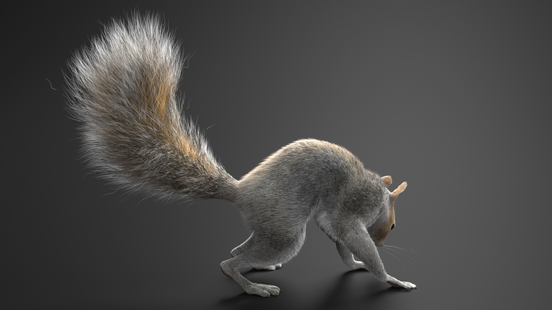 3D Gray Squirrel Fur Animated Rigged model