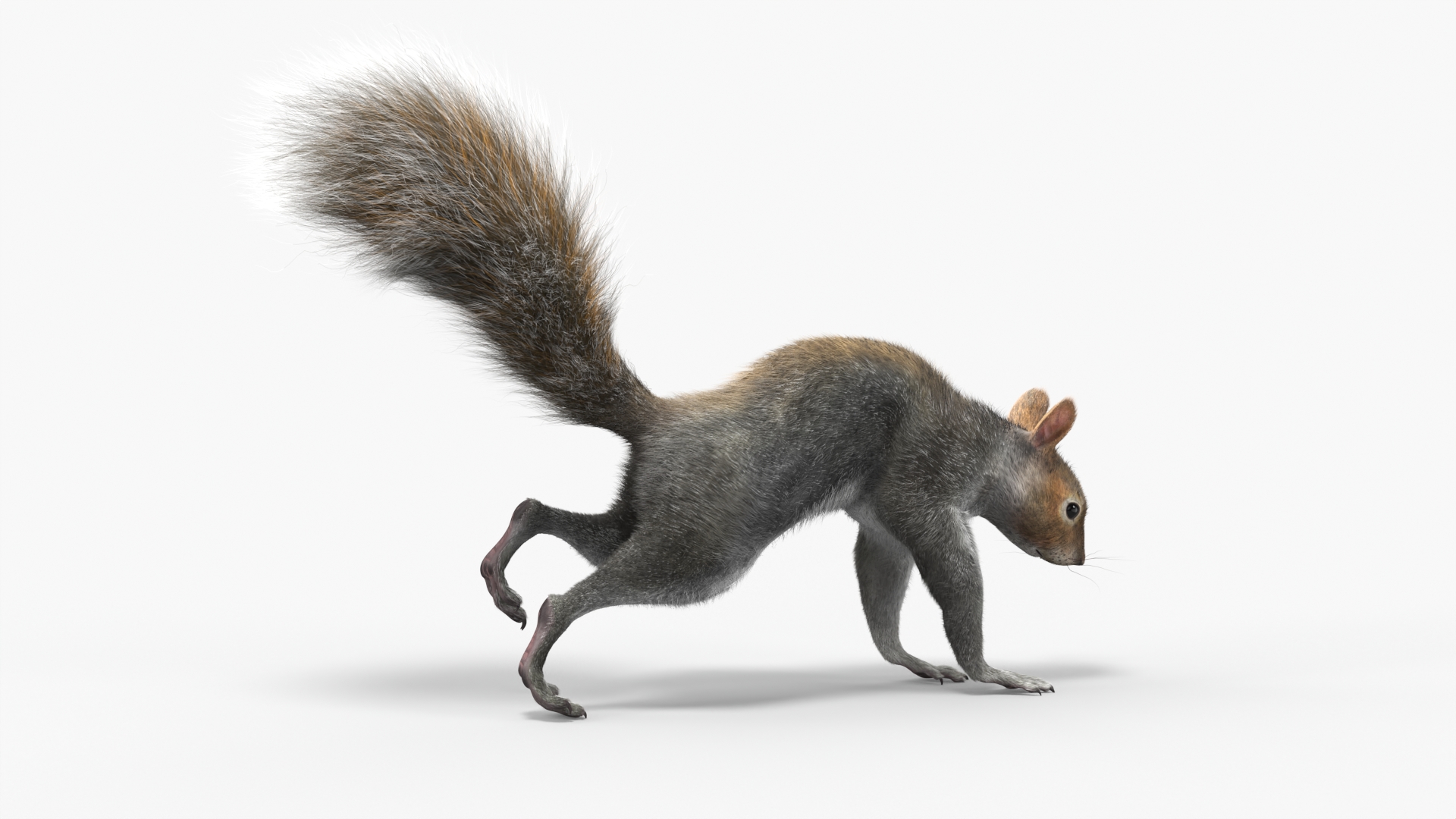 3D Gray Squirrel Fur Animated Rigged model