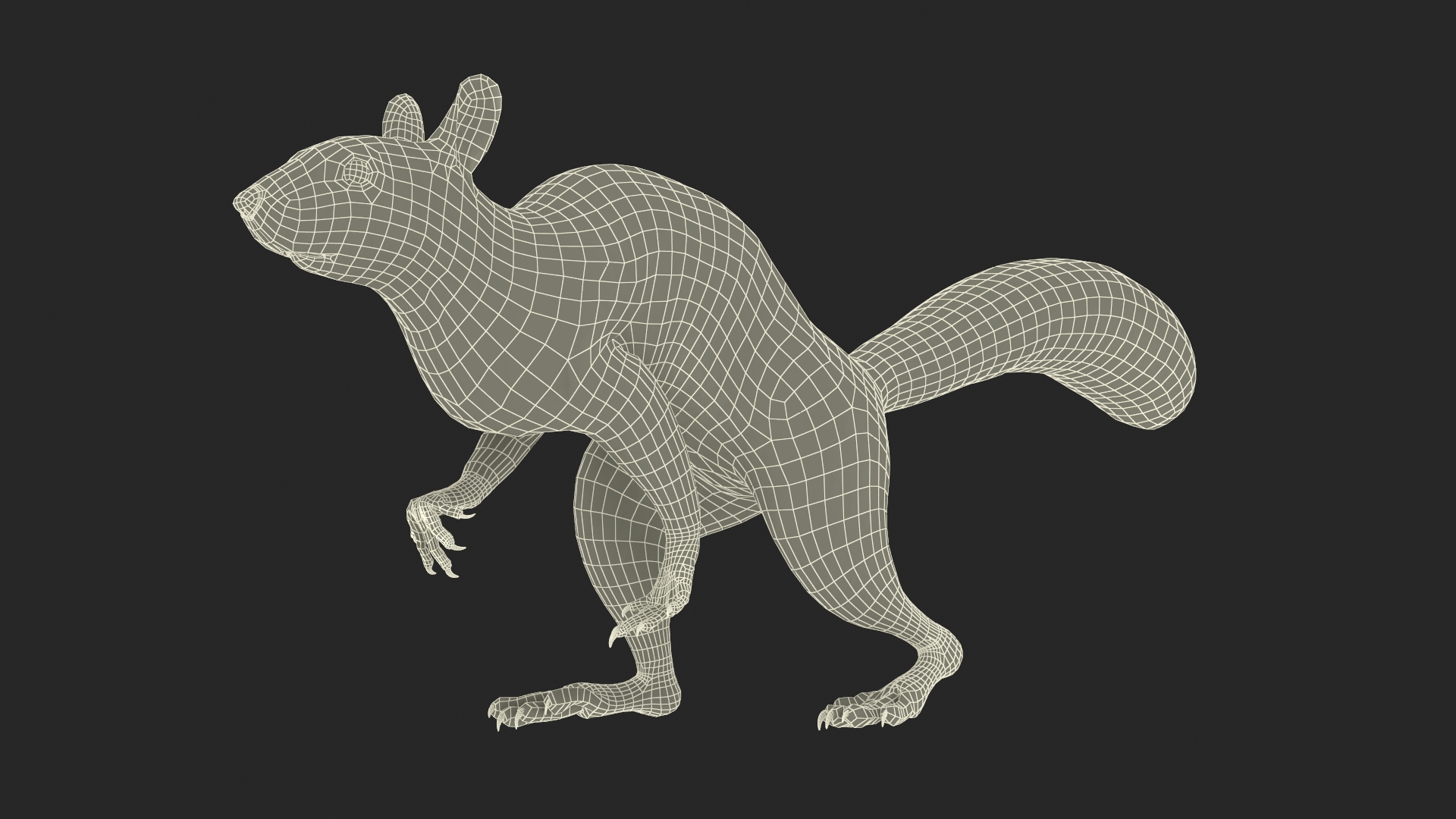 3D Gray Squirrel Fur Animated Rigged model