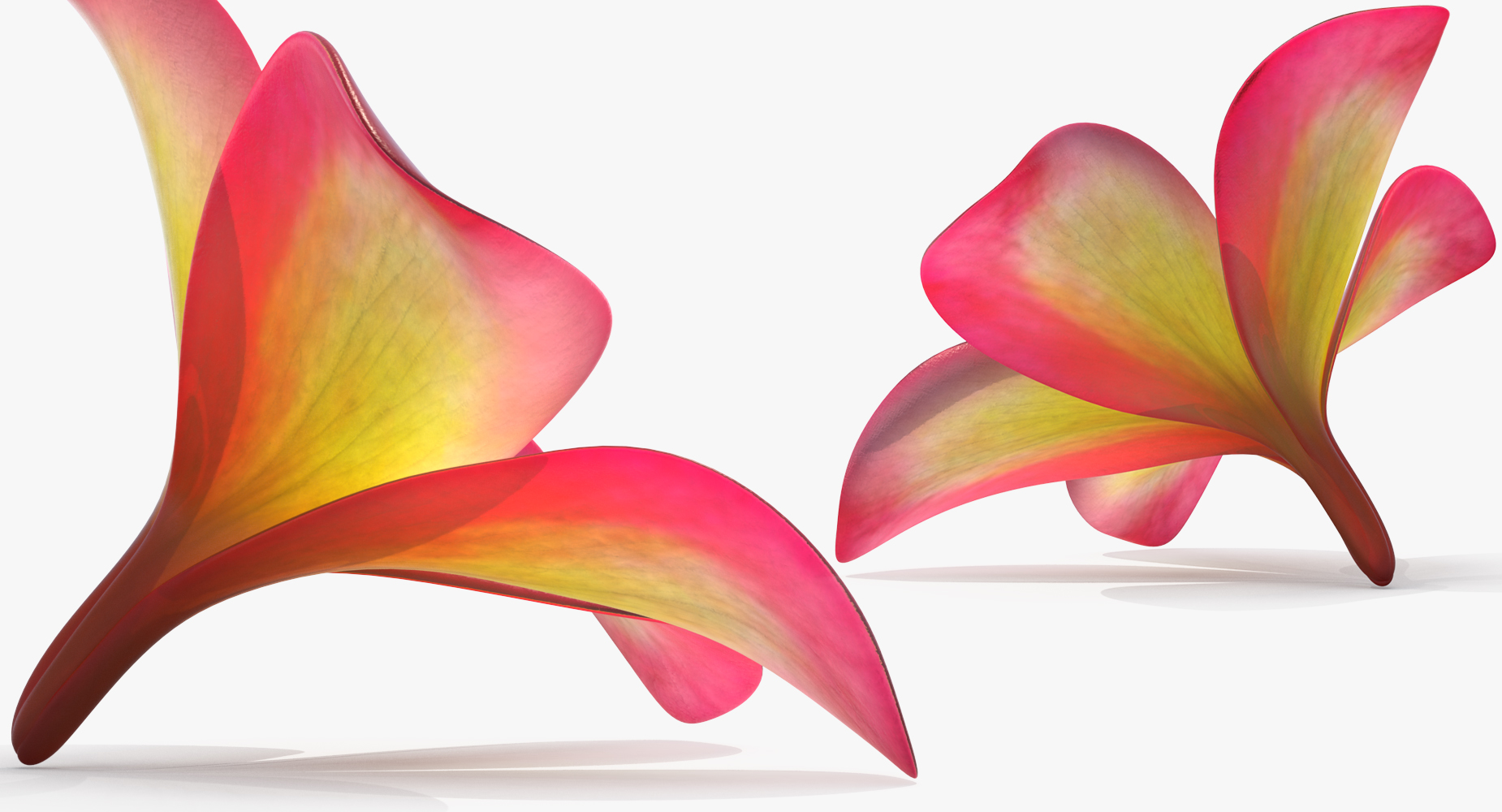 Plumeria Exotic Flower 3D