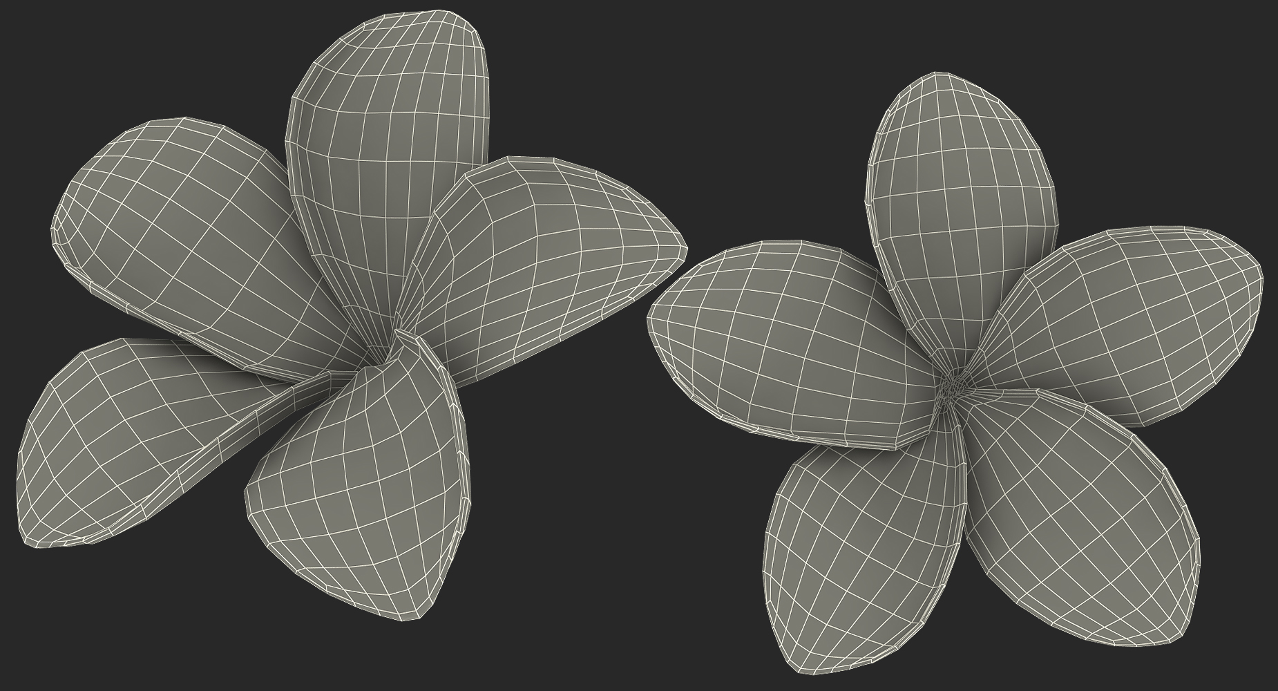 Plumeria Exotic Flower 3D