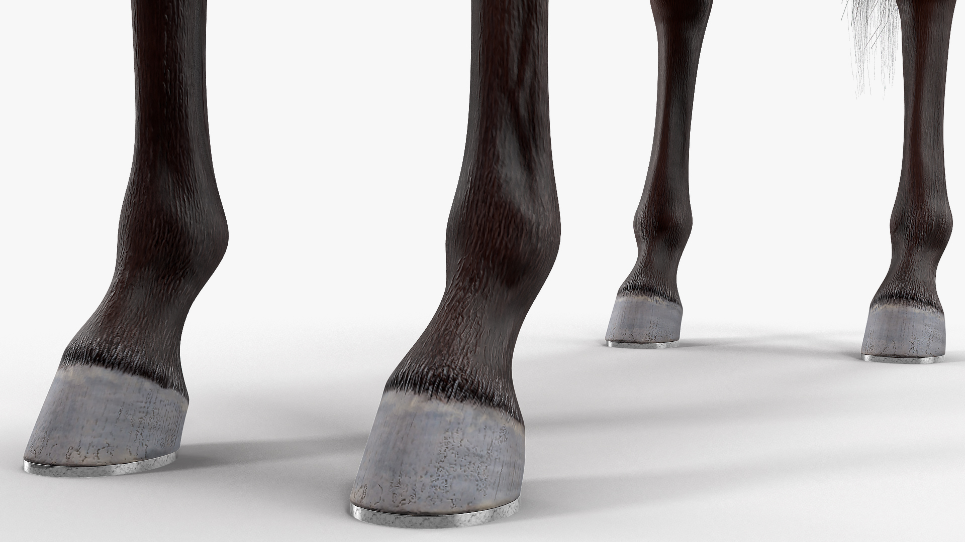 3D model Bay Racing Horse Fur