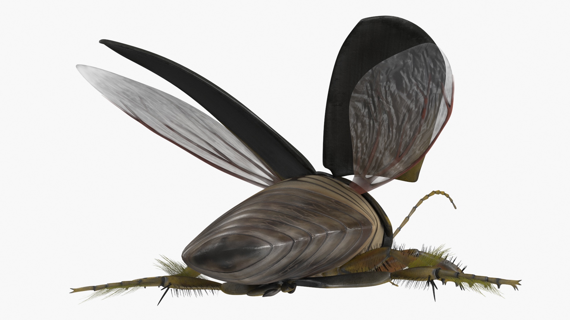 Insect Water Beetle Brown Rigged 3D