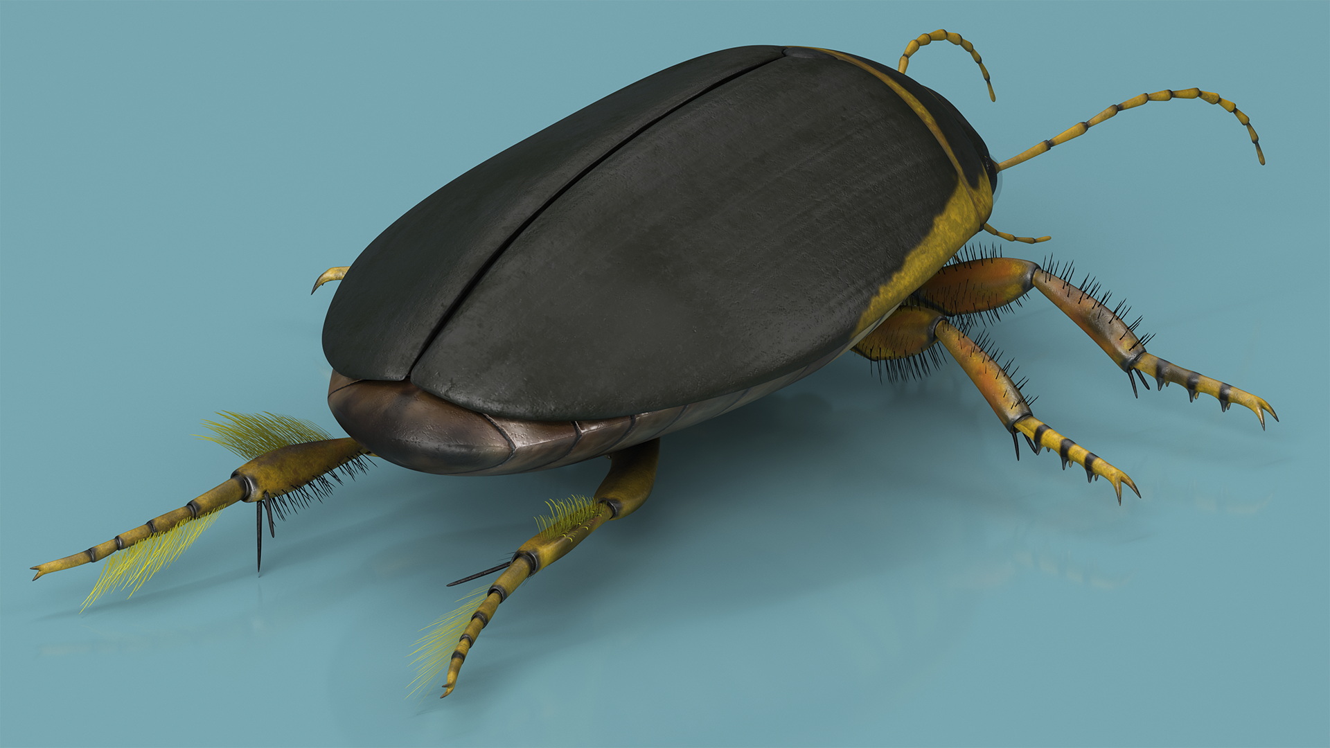 3D Insect Water Beetle Brown Rigged for Cinema 4D