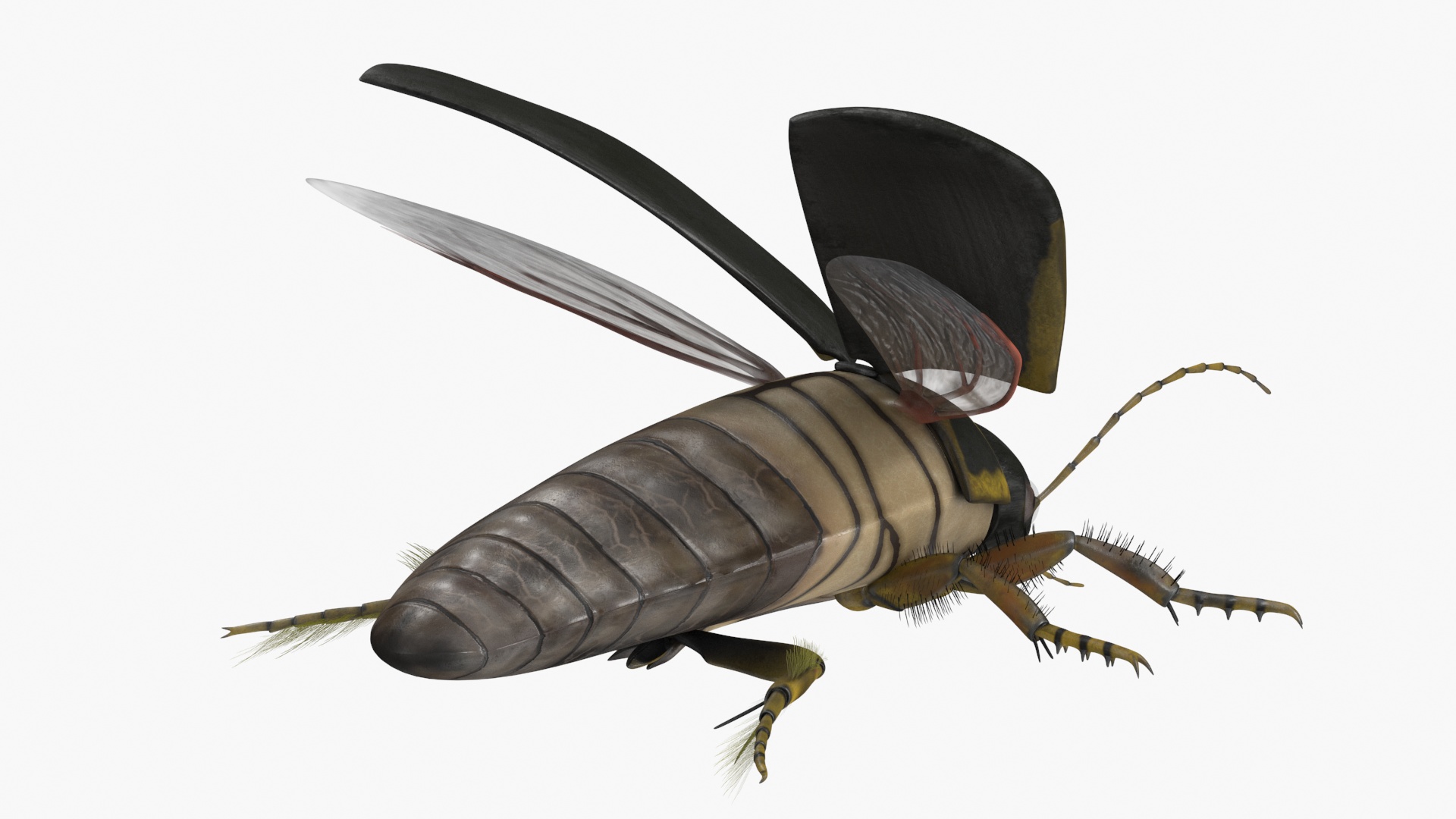 Insect Water Beetle Brown Rigged 3D