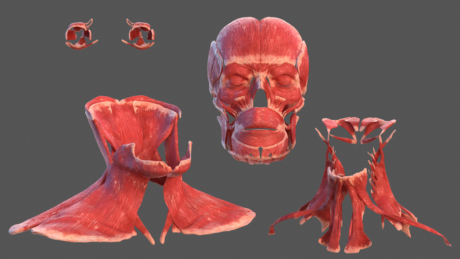 3D Human Head Full Anatomy model