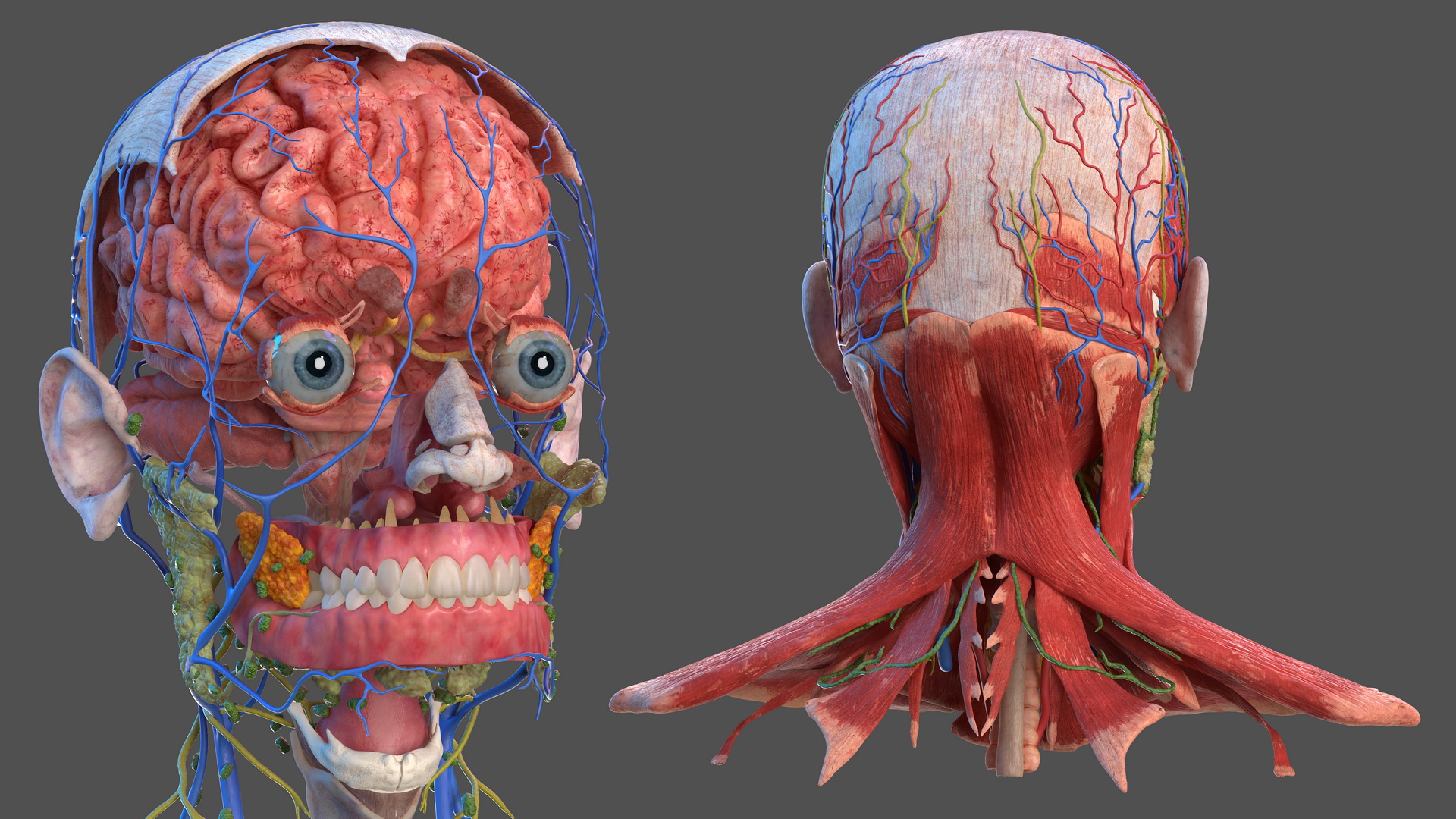 3D Human Head Full Anatomy model