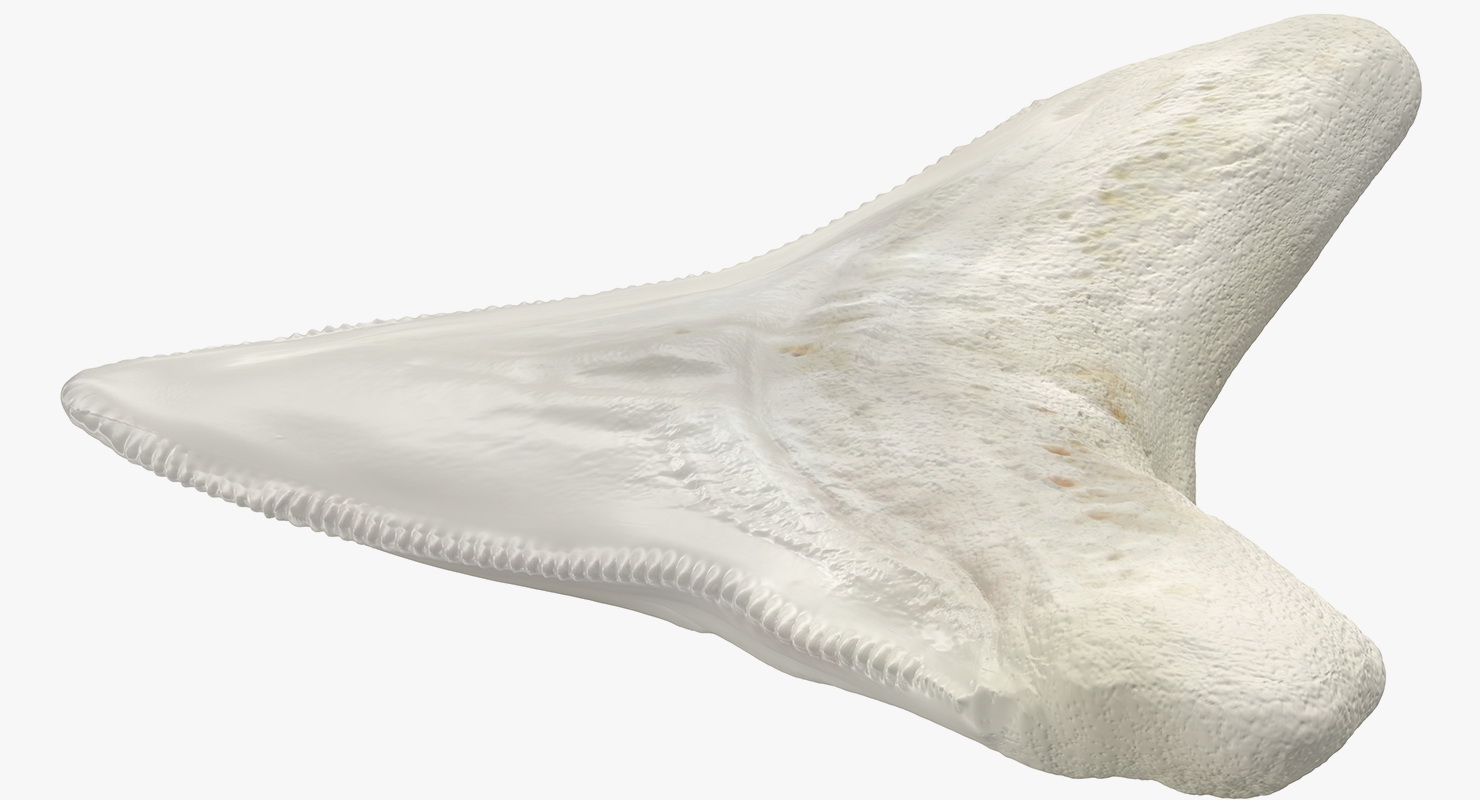 3D Great White Shark Tooth Bone model