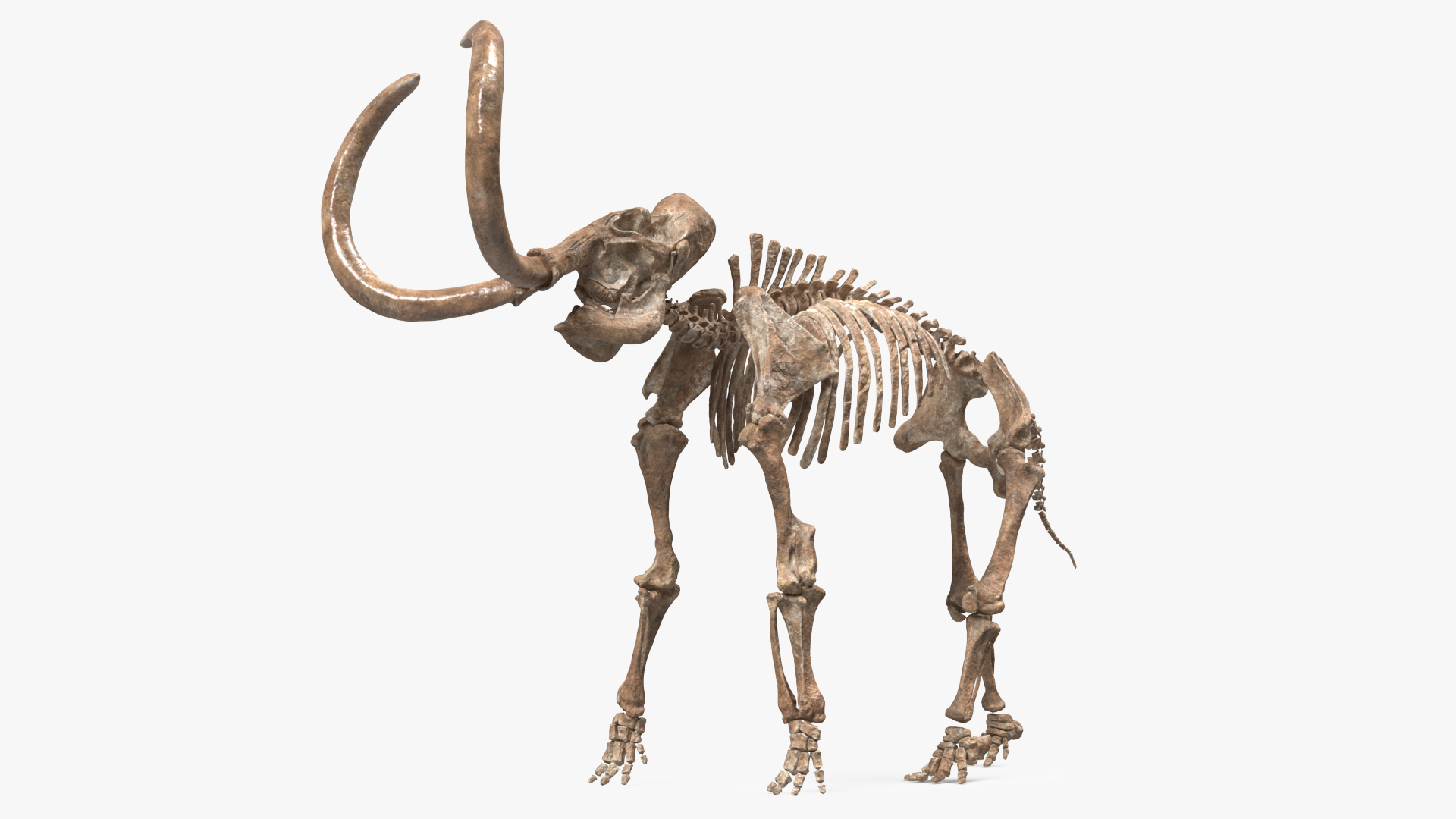 Adult Mammoth Old Skeleton Shell Roar 3D