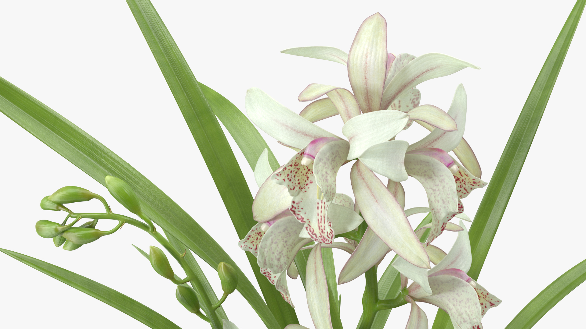 3D White Orchid Pot