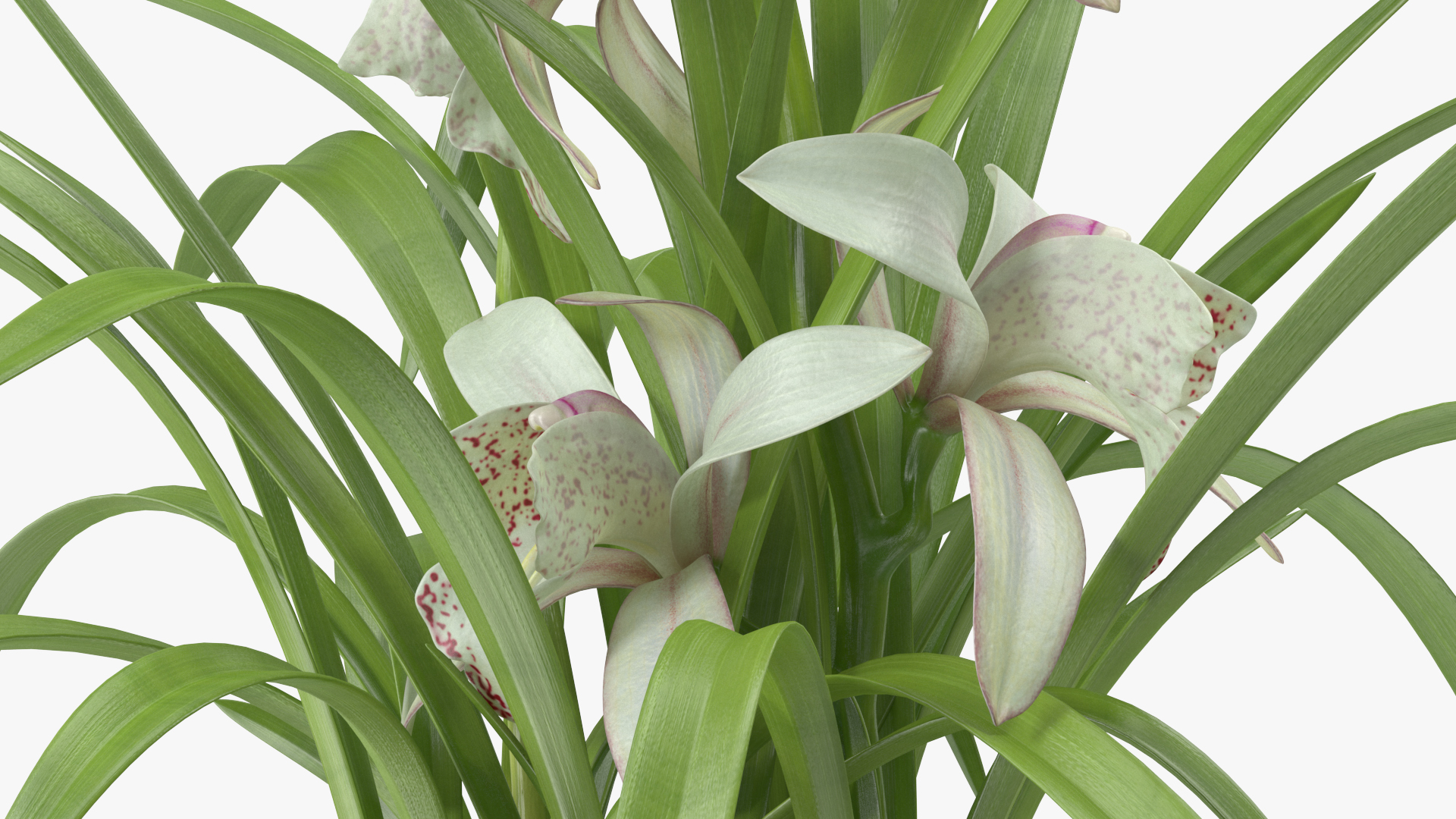 3D White Orchid Pot