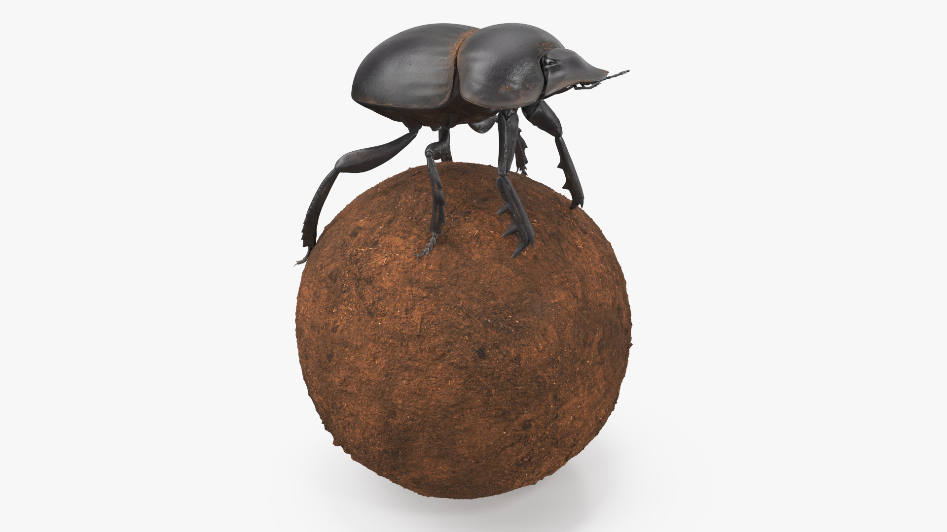 Scarabs on Sphere Dirt 3D