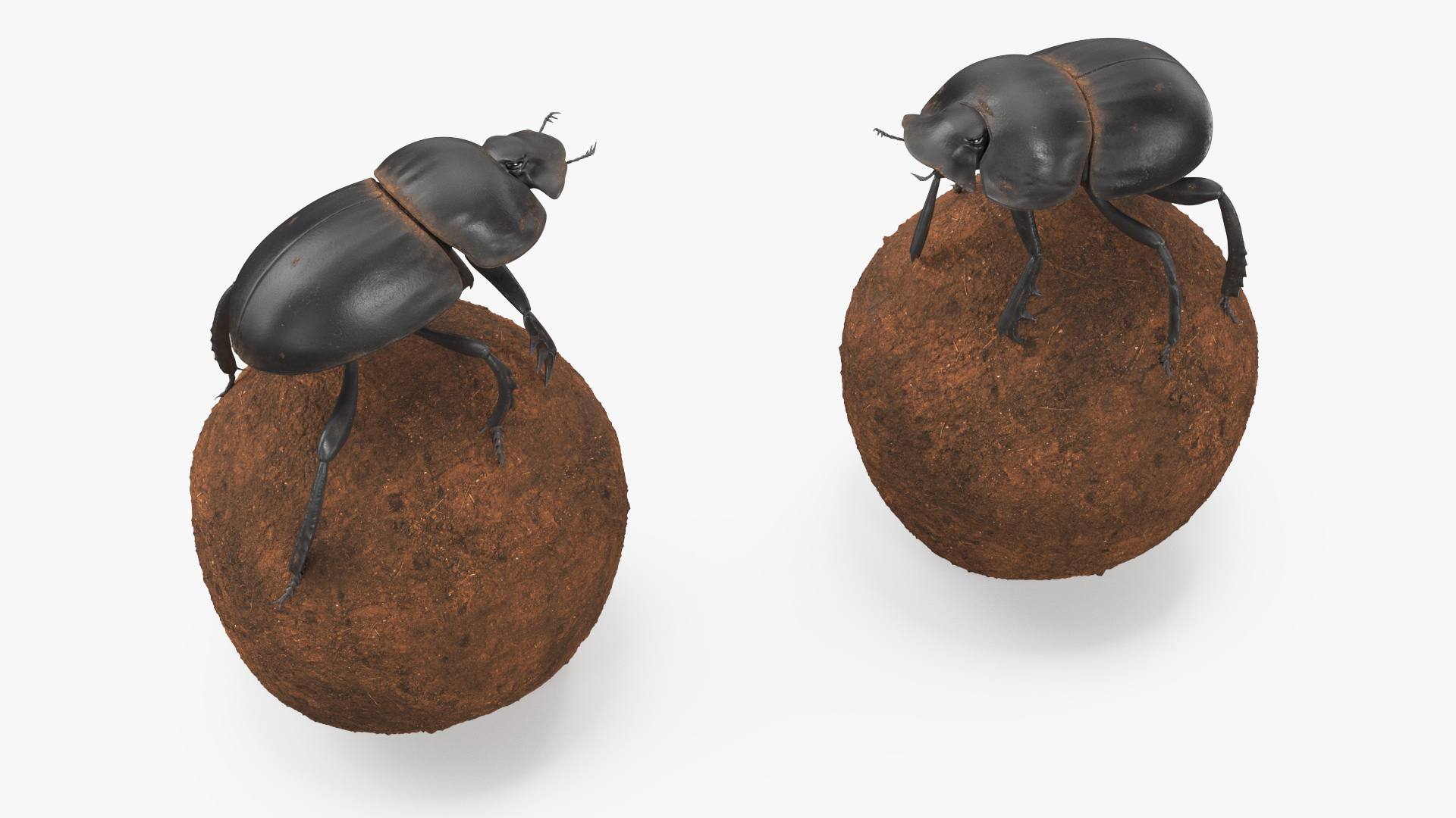 Scarabs on Sphere Dirt 3D