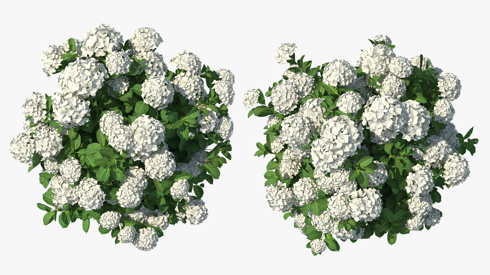 White Hydrangea Macrophylla Bush 3D