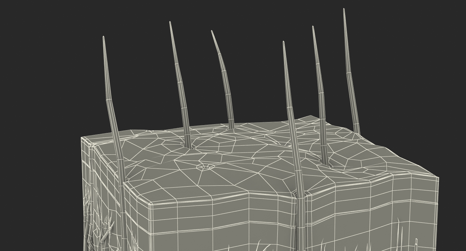 Cross Section of Human Skin 3D