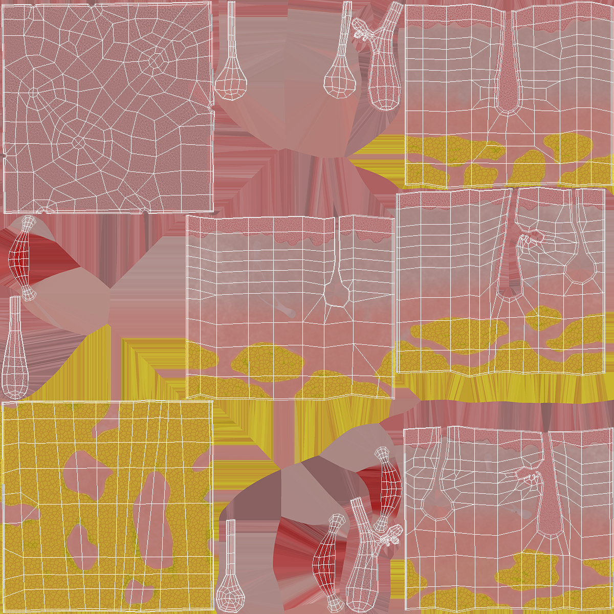 Cross Section of Human Skin 3D