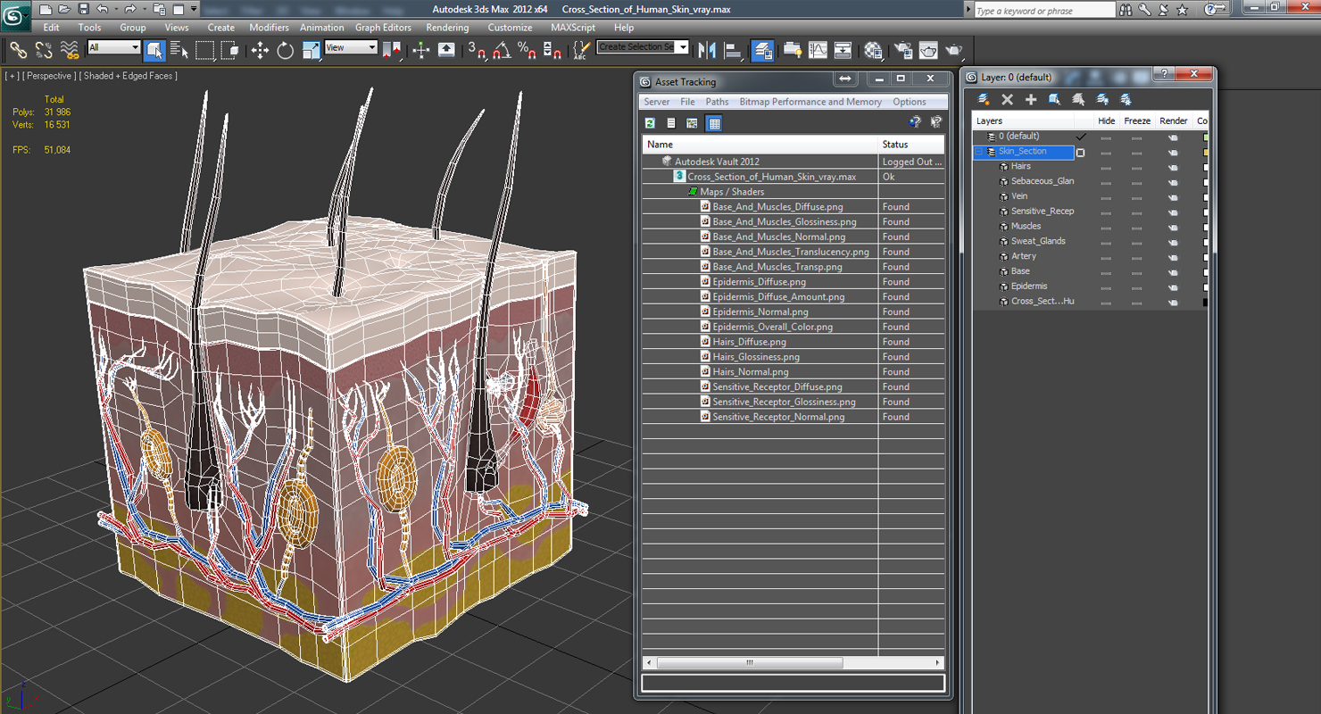 Cross Section of Human Skin 3D